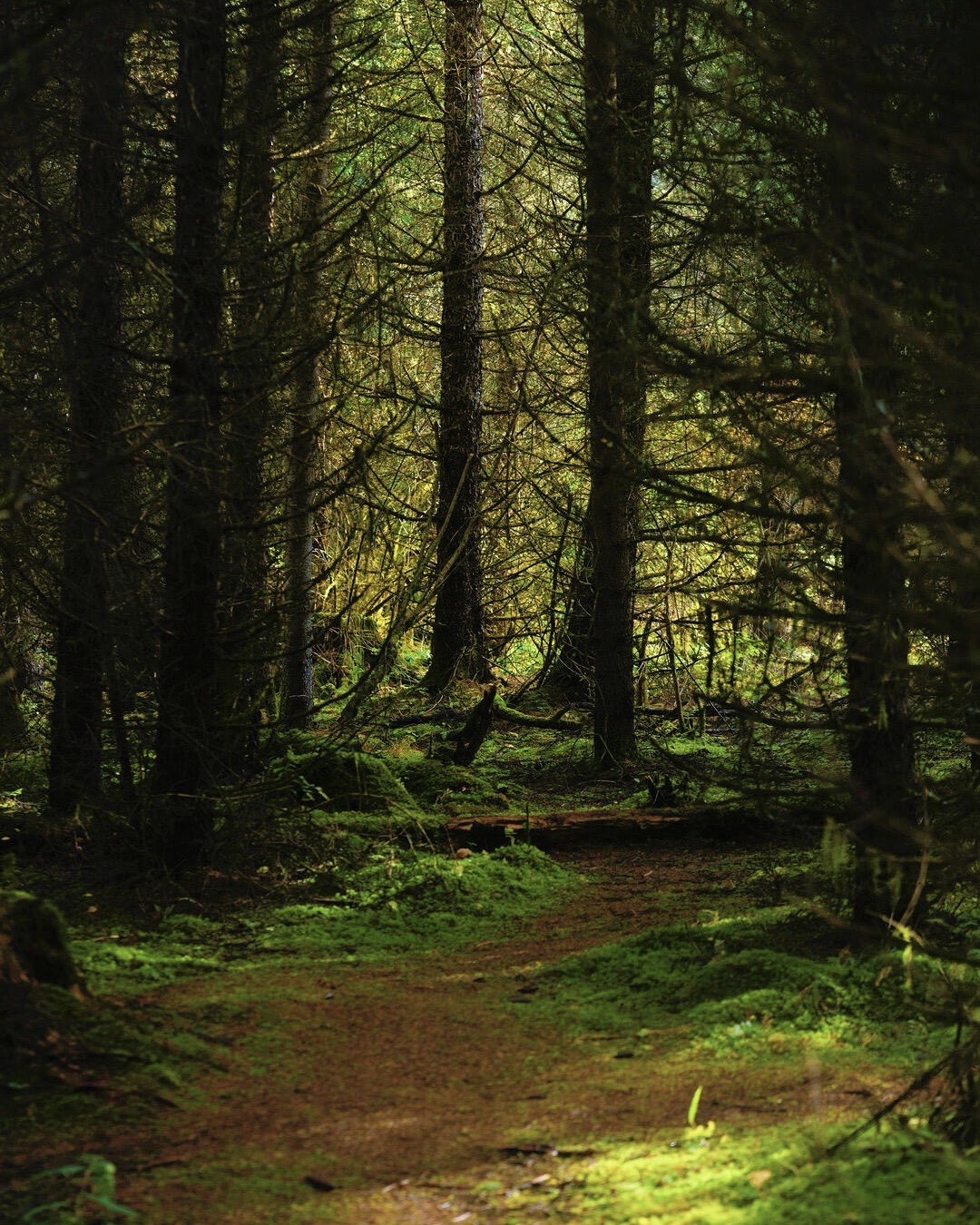Autumn at Jiuzhai Valley — golden larches dropping leaves over a clear, colour-layered lake