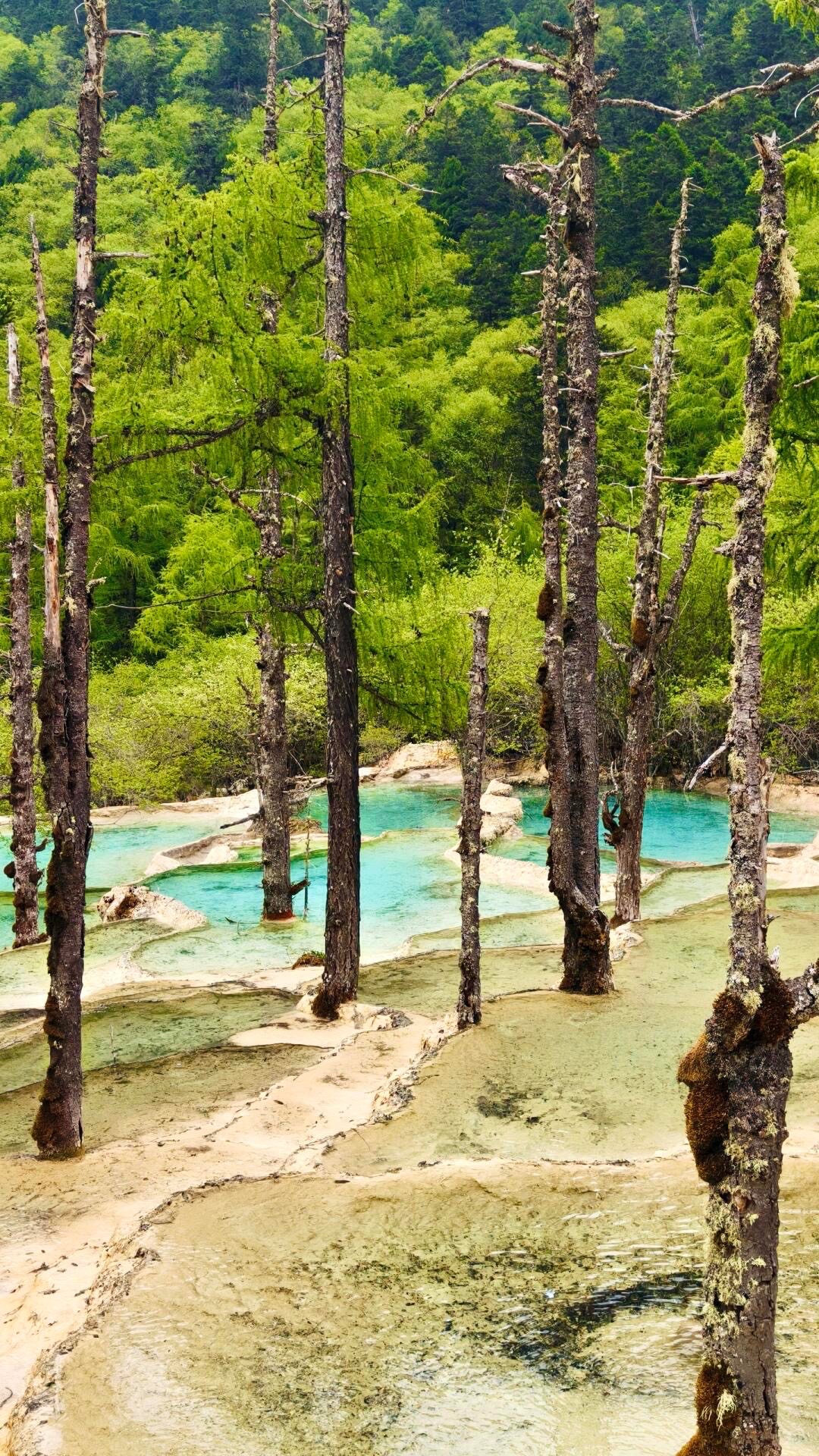 Summer at Huanglong — calcified dead trees standing in the shallow mineral pools, green forest surrounding the travertine field