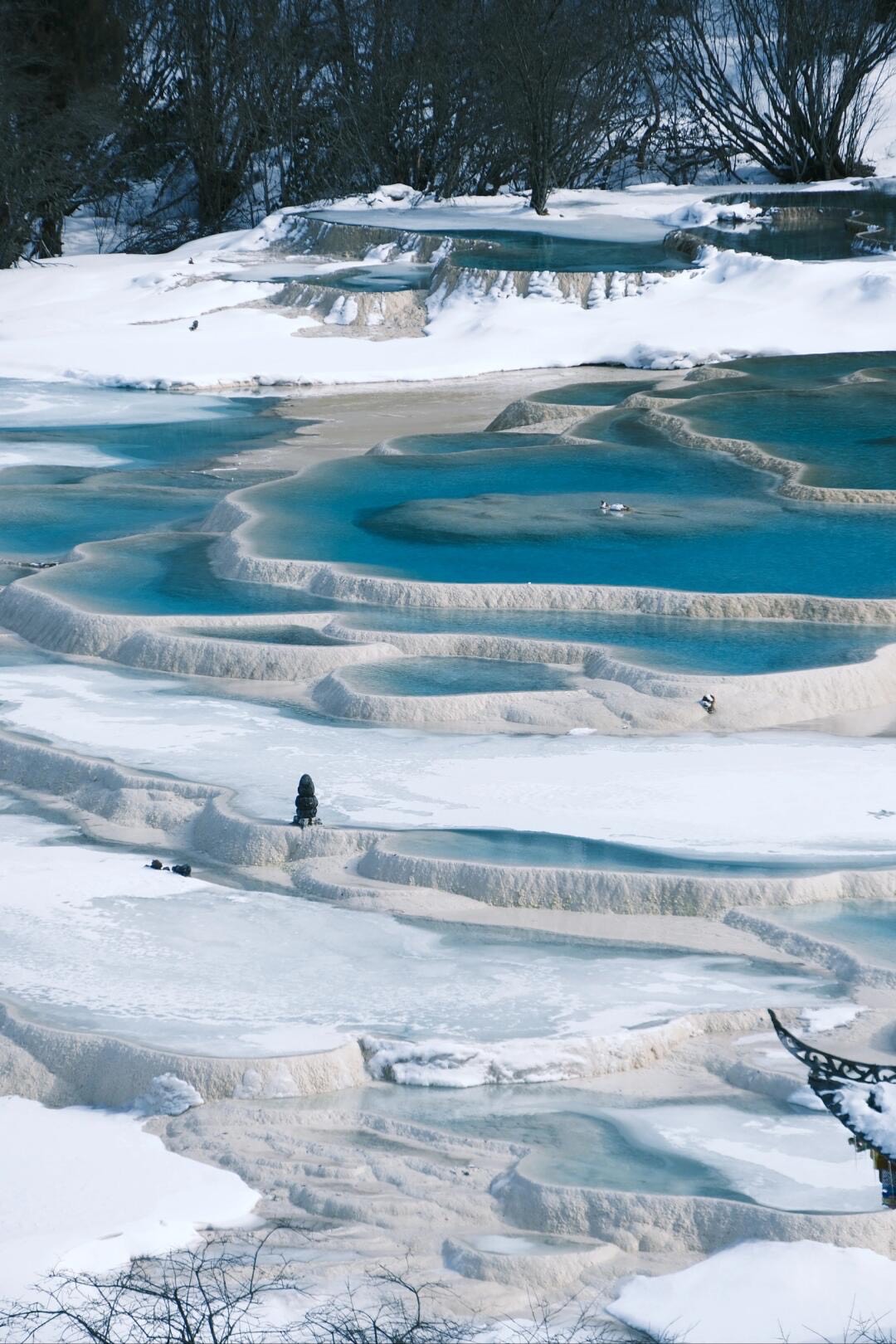 Frozen winter Huanglong — ice-edged calcium terraces and vivid blue pools with ducks walking across the travertine