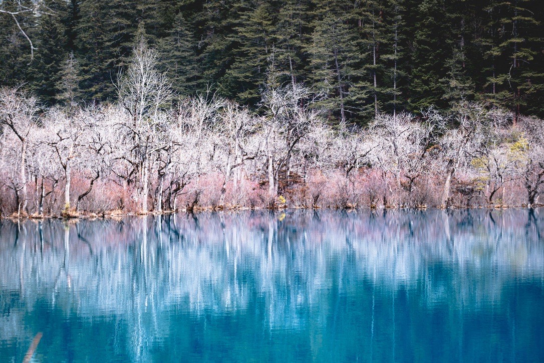 Bare winter trees reflected in the vivid blue surface of a Jiuzhai Valley lake — the park in its quietest season
