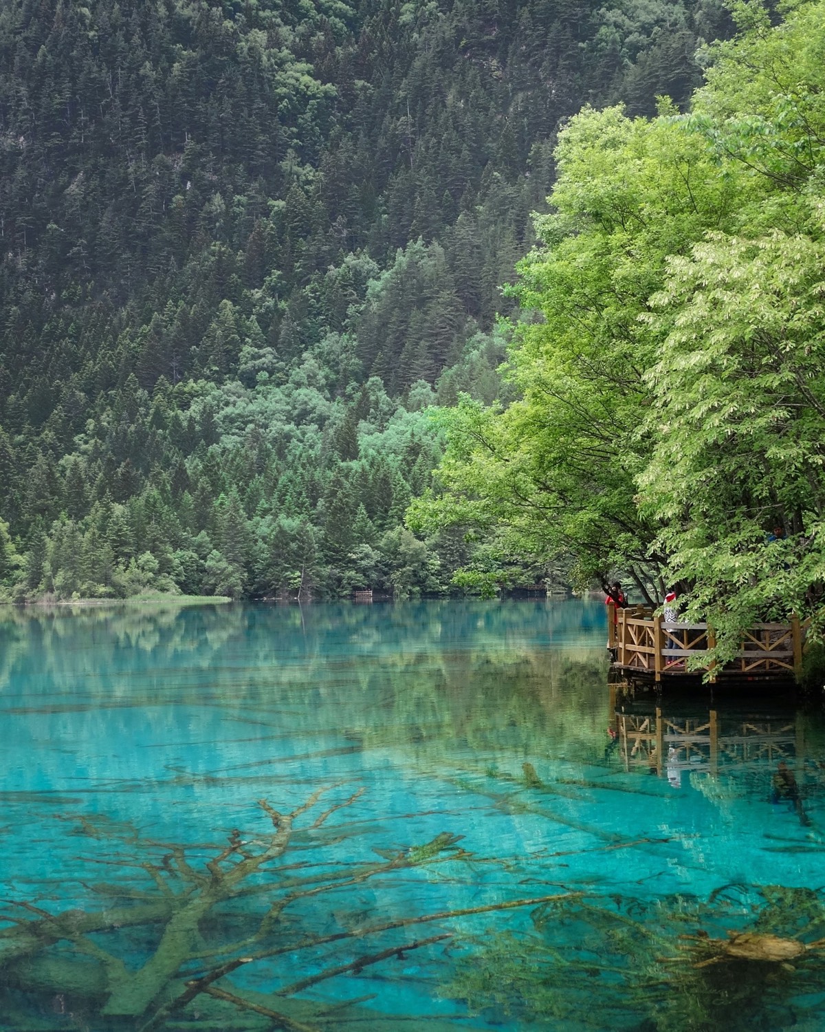 Five Flower Lake in summer — vivid turquoise water with submerged branches visible through the clear surface, boardwalk at right