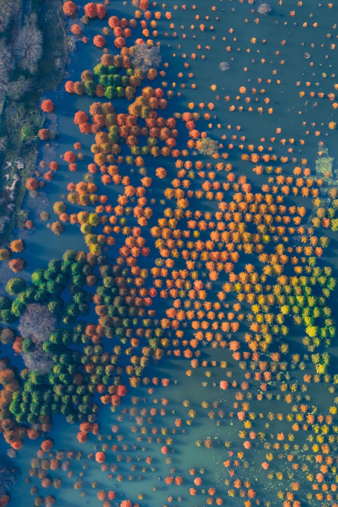 Autumn leaf — Kunming (6)