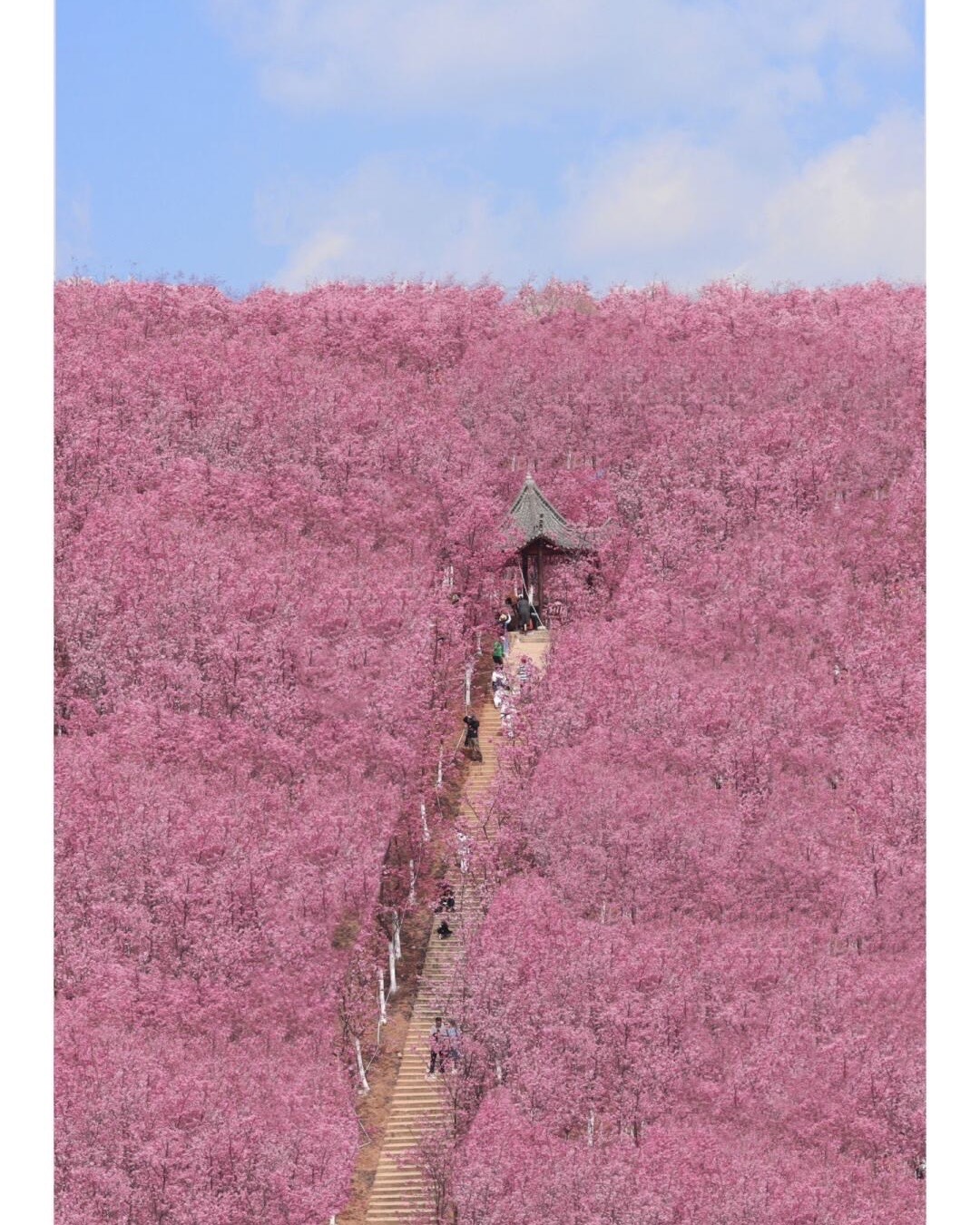 Winter cherry blossom — Kunming (6)
