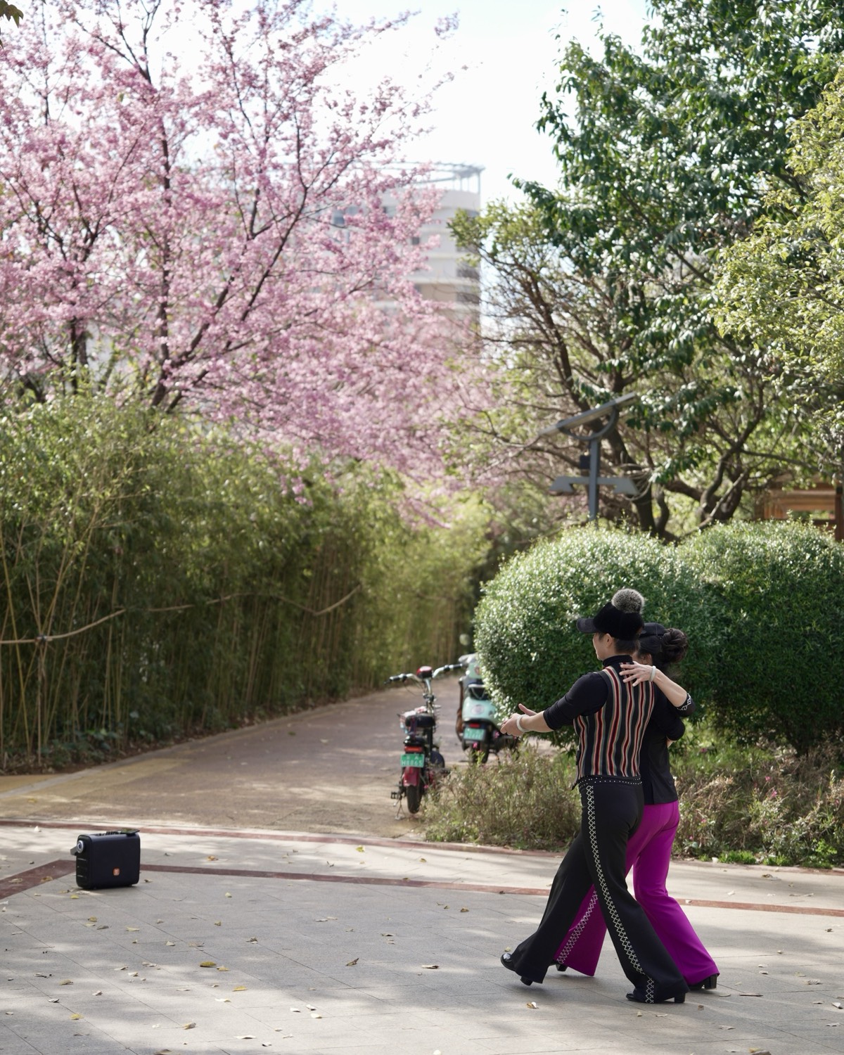 Winter cherry blossom — Kunming (3)
