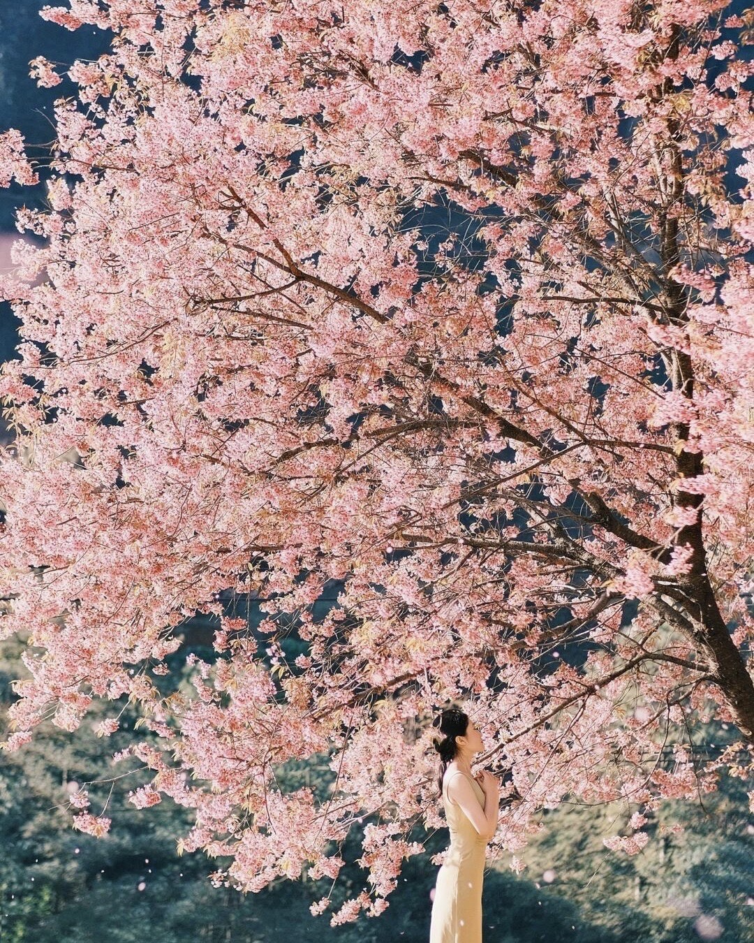 Winter cherry blossom — Kunming (5)