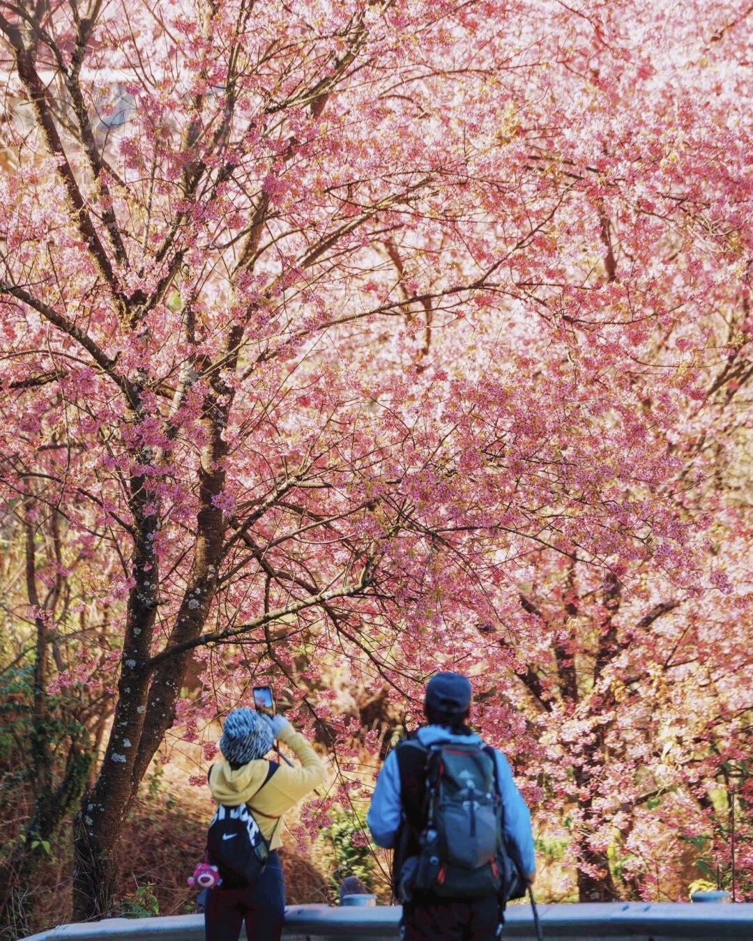 Winter cherry blossom — Kunming (2)