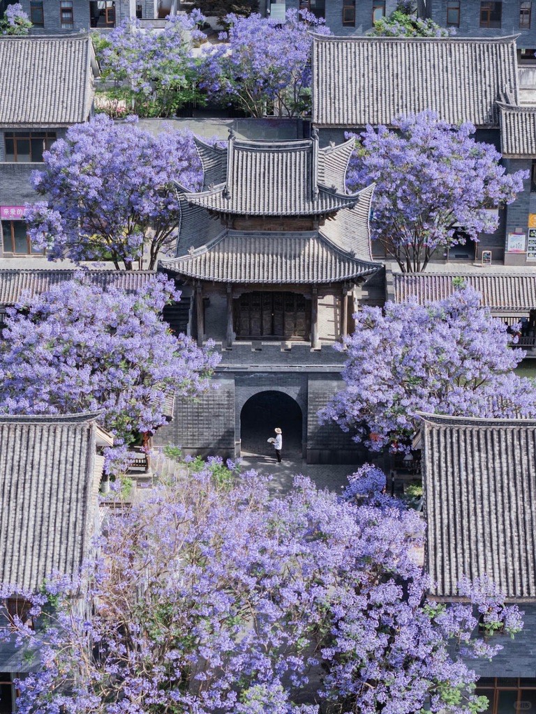 Spring Jacaranda — Kunming (1)