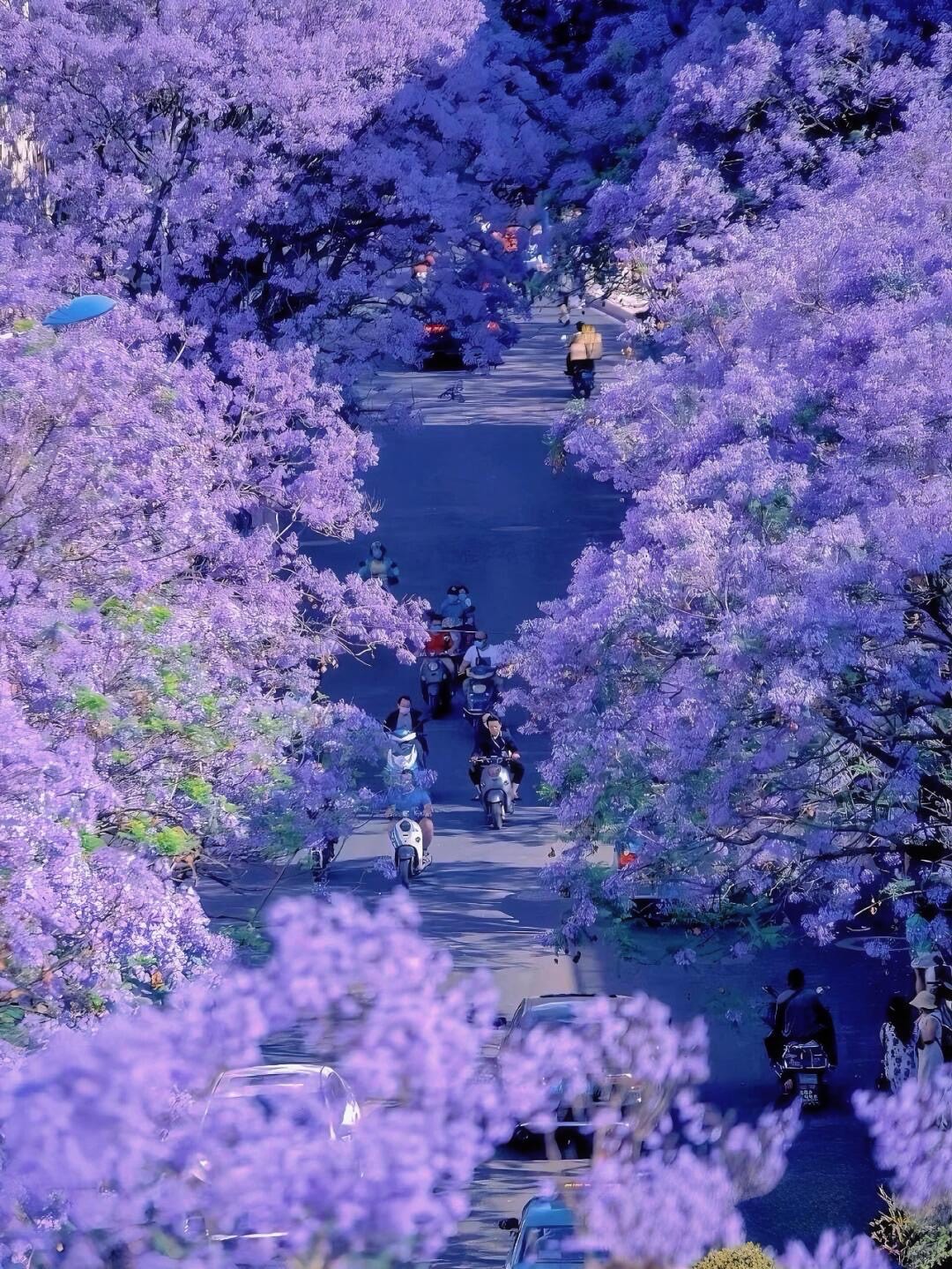 Spring Jacaranda — Kunming (5)