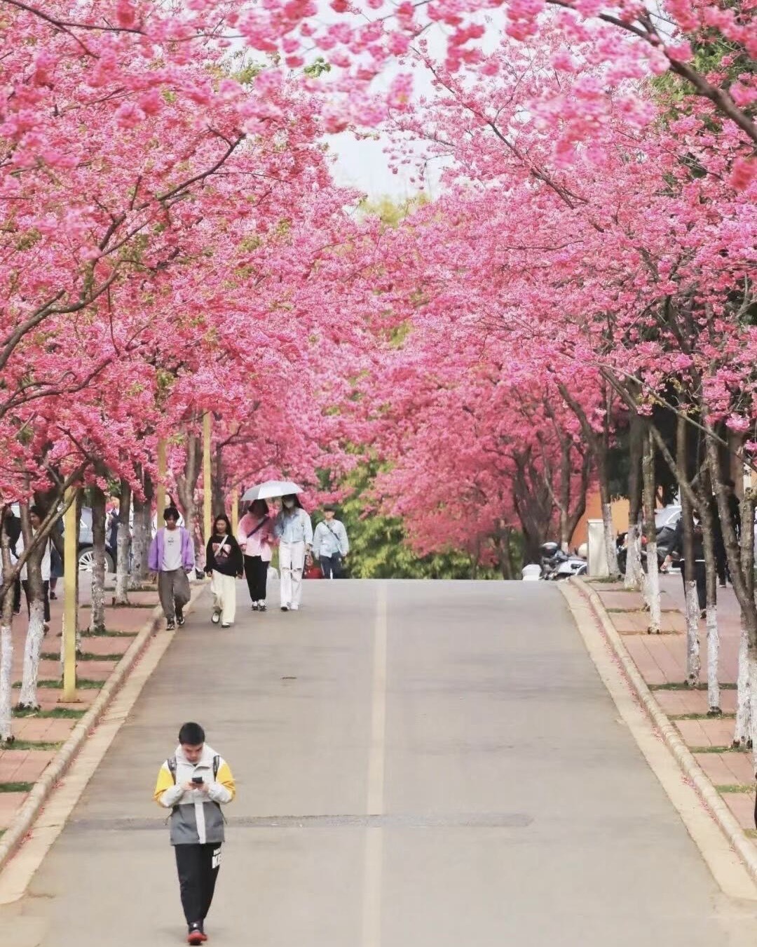 Winter cherry blossom — Kunming (1)