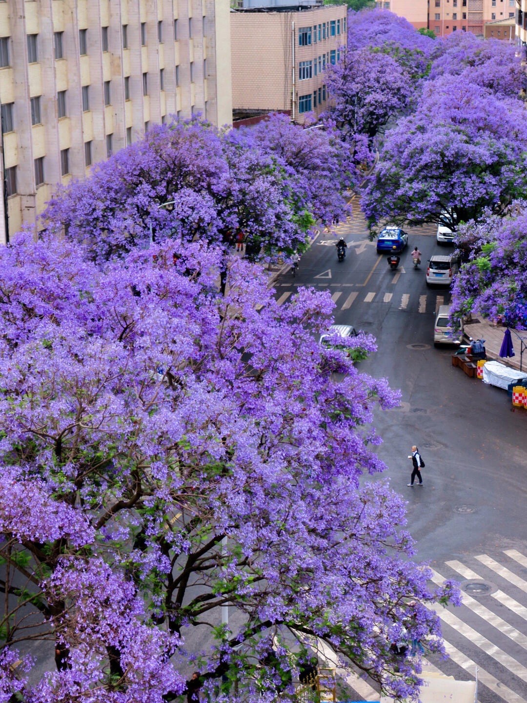 Spring Jacaranda — Kunming (2)