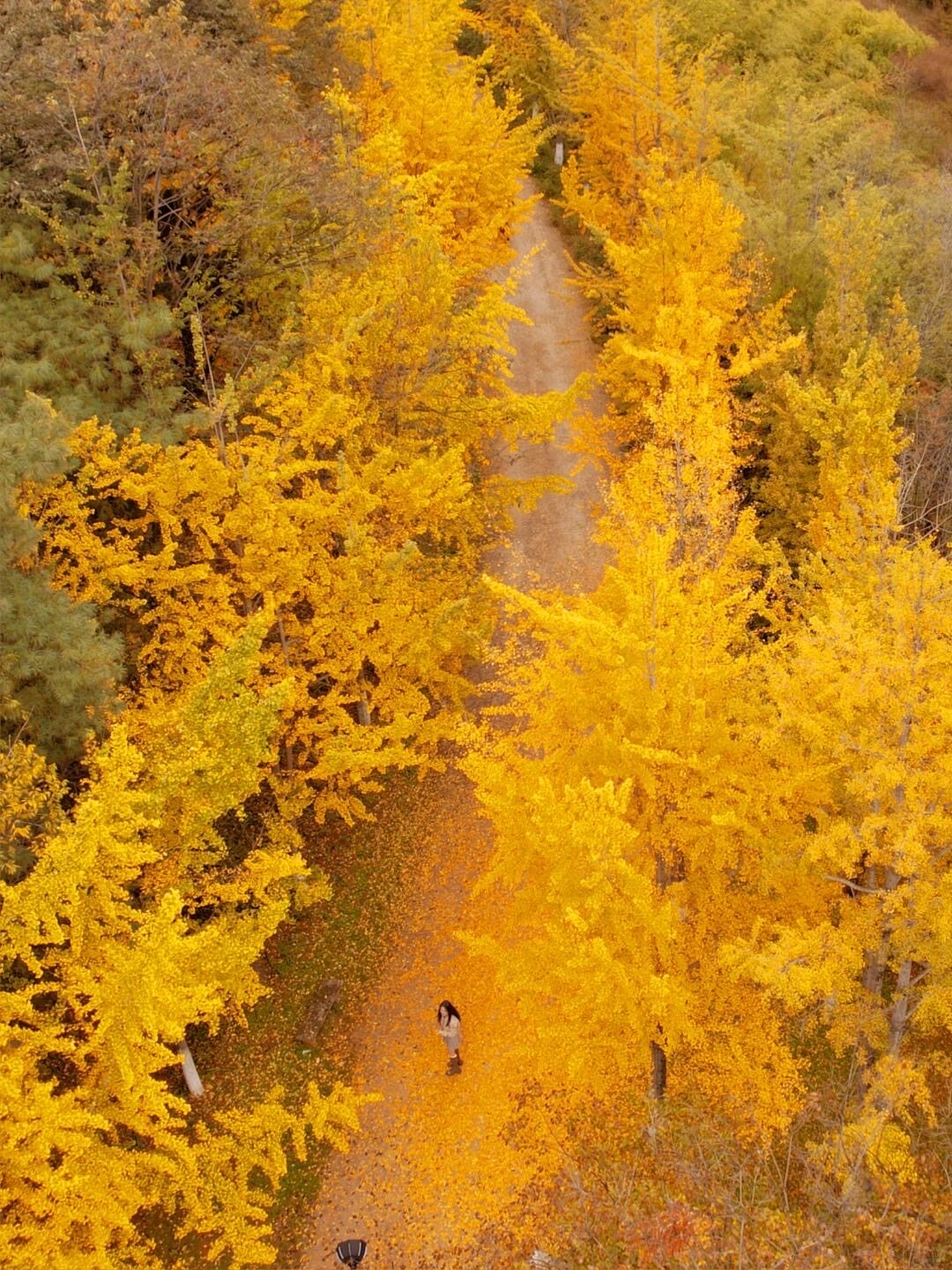 Autumn leaf — Kunming (4)