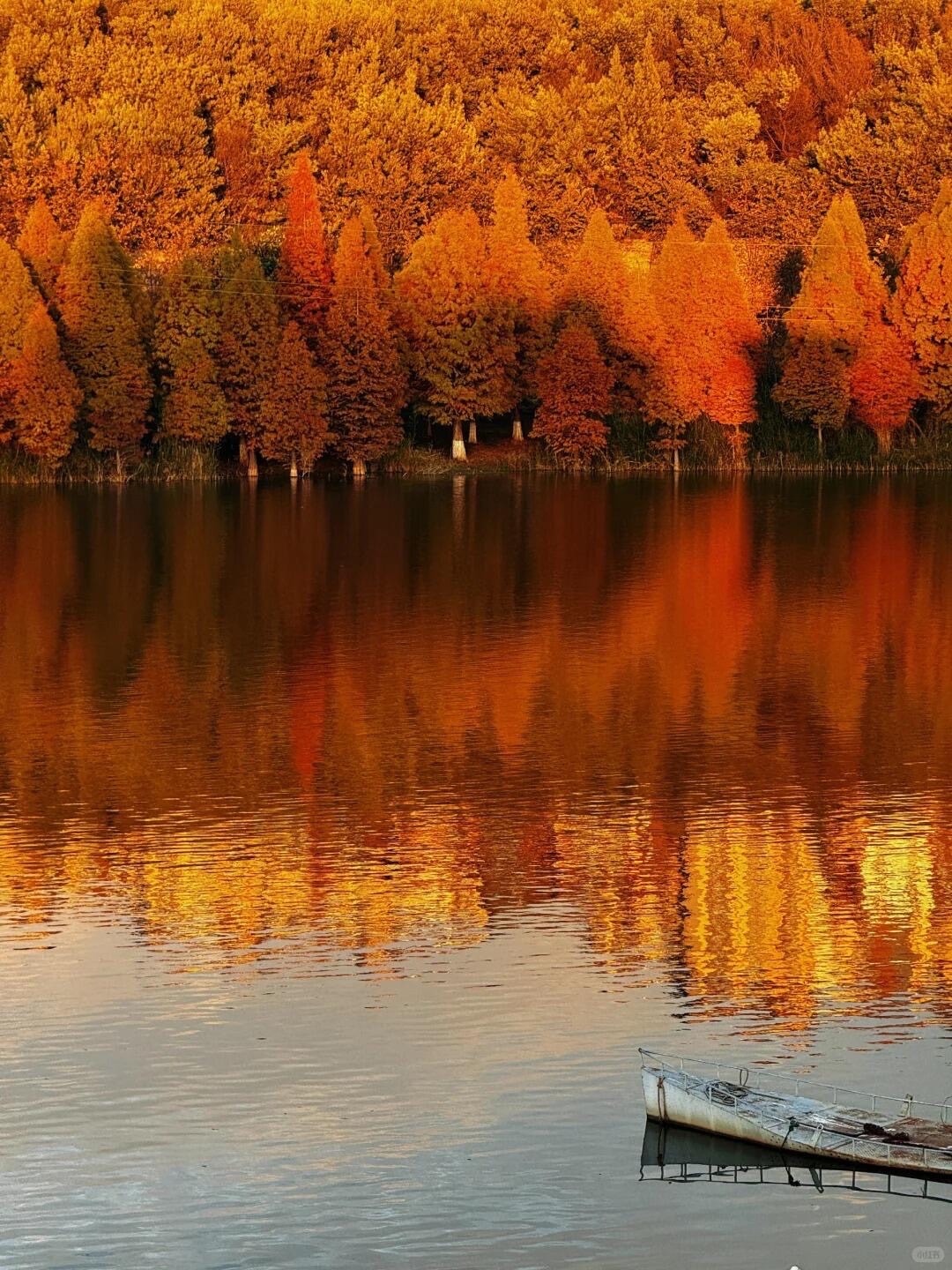 Autumn leaf — Kunming (8)