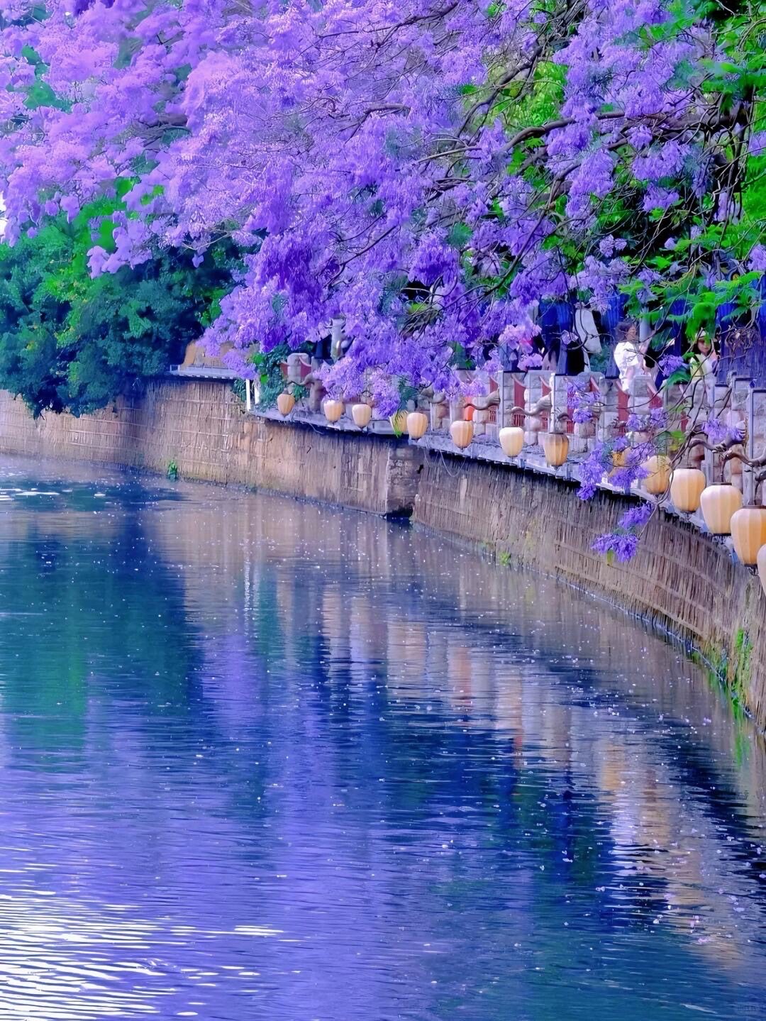 Spring Jacaranda — Kunming (6)