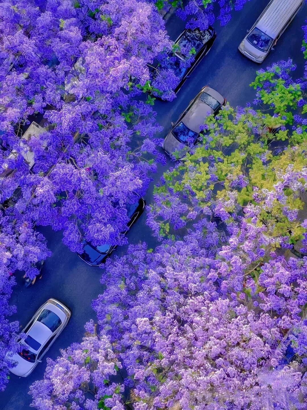 Spring Jacaranda — Kunming (4)