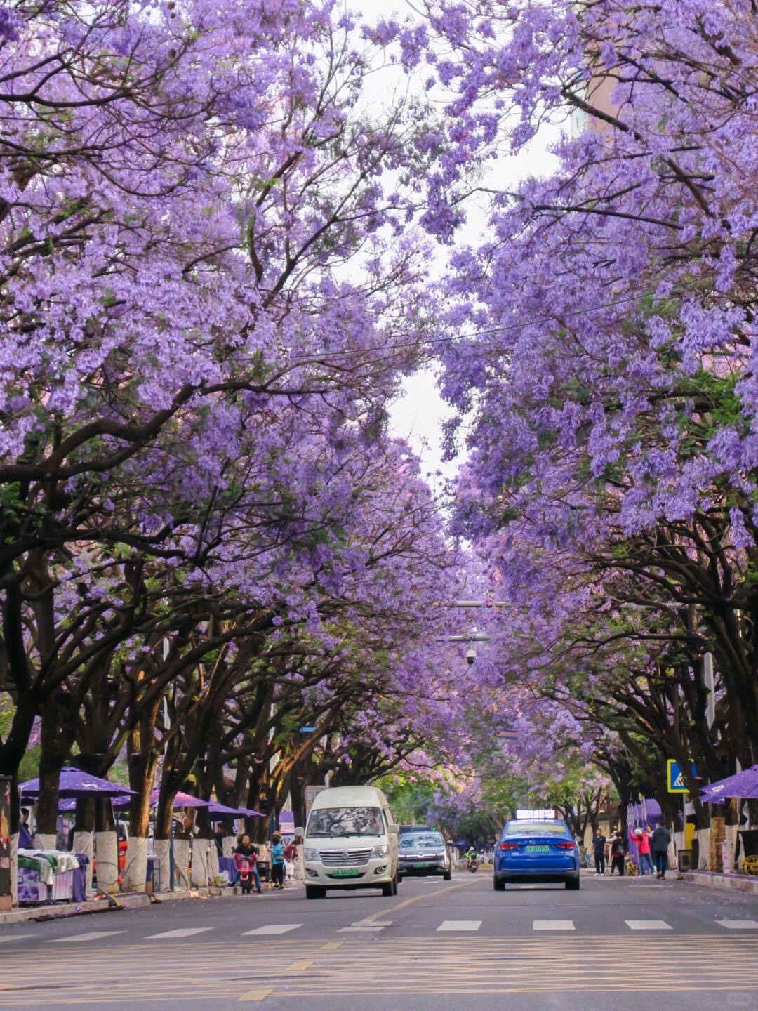 Spring Jacaranda — Kunming (3)