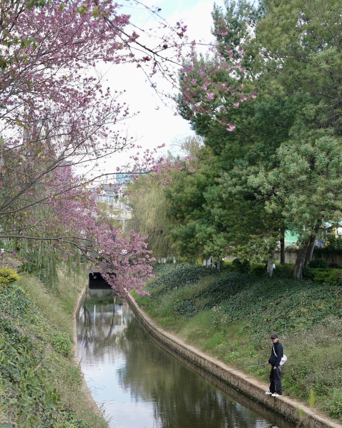 Winter cherry blossom — Kunming (4)