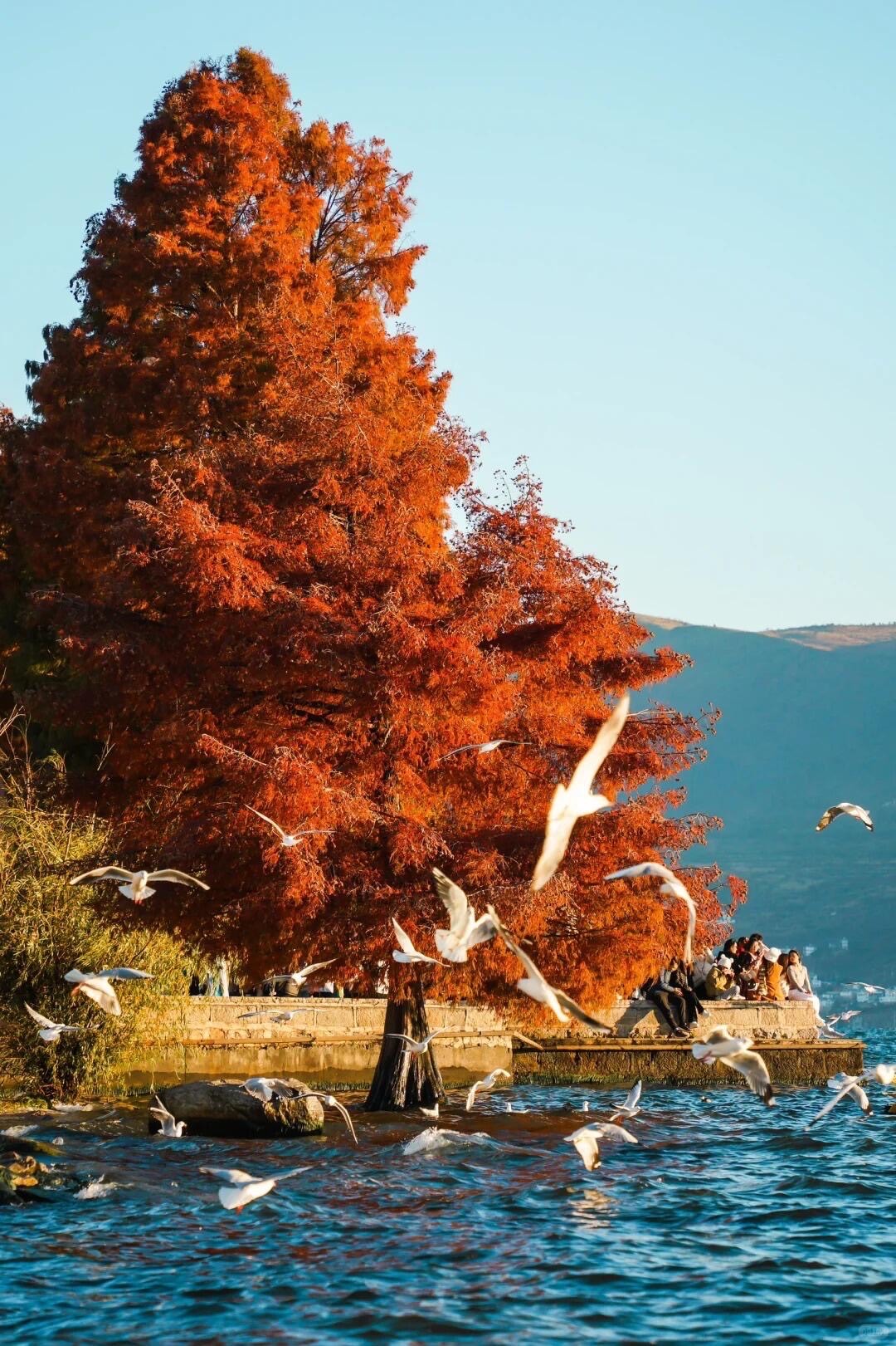 Autumn leaf — Kunming (9)