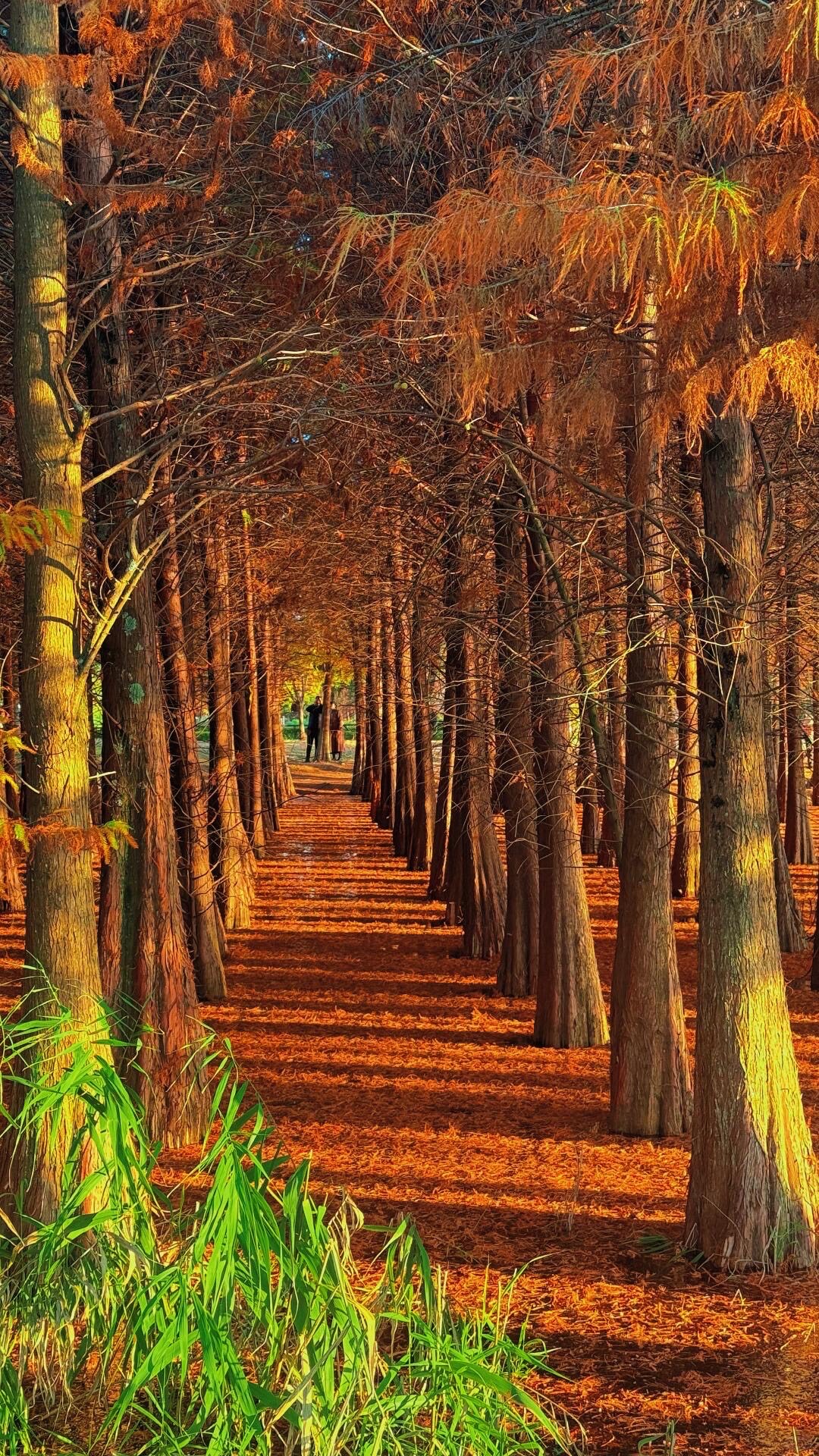 Autumn leaf — Kunming (1)