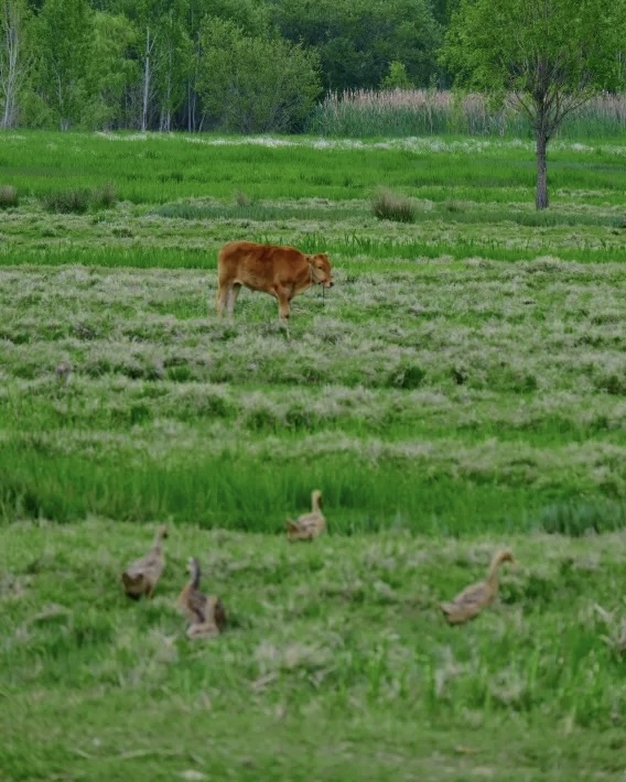 Pastoral Mosuo grassland with grazing cattle on the Lugu Lake shore