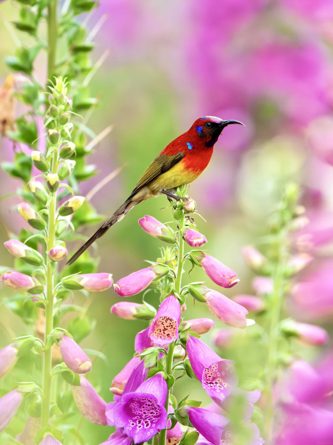 Mrs Gould's Sunbird on pink foxglove blooms — Baihua Ridge montane hide, Tengchong