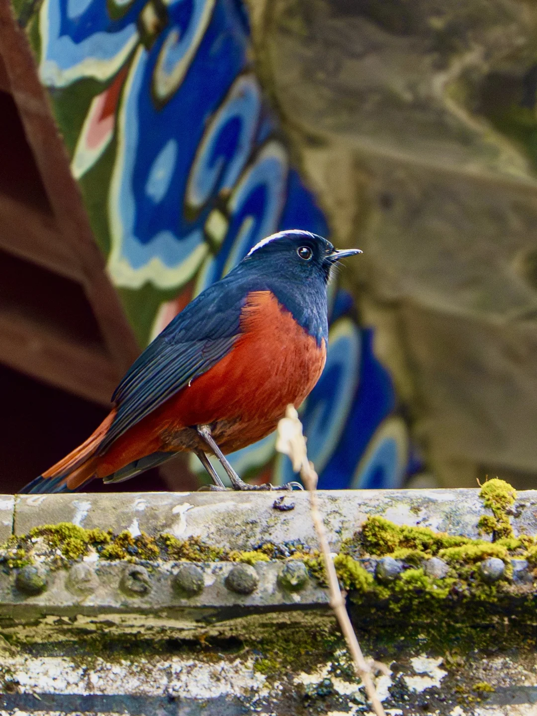 White-capped Water Redstart on a moss-covered temple-roof tile — Baihua Ridge