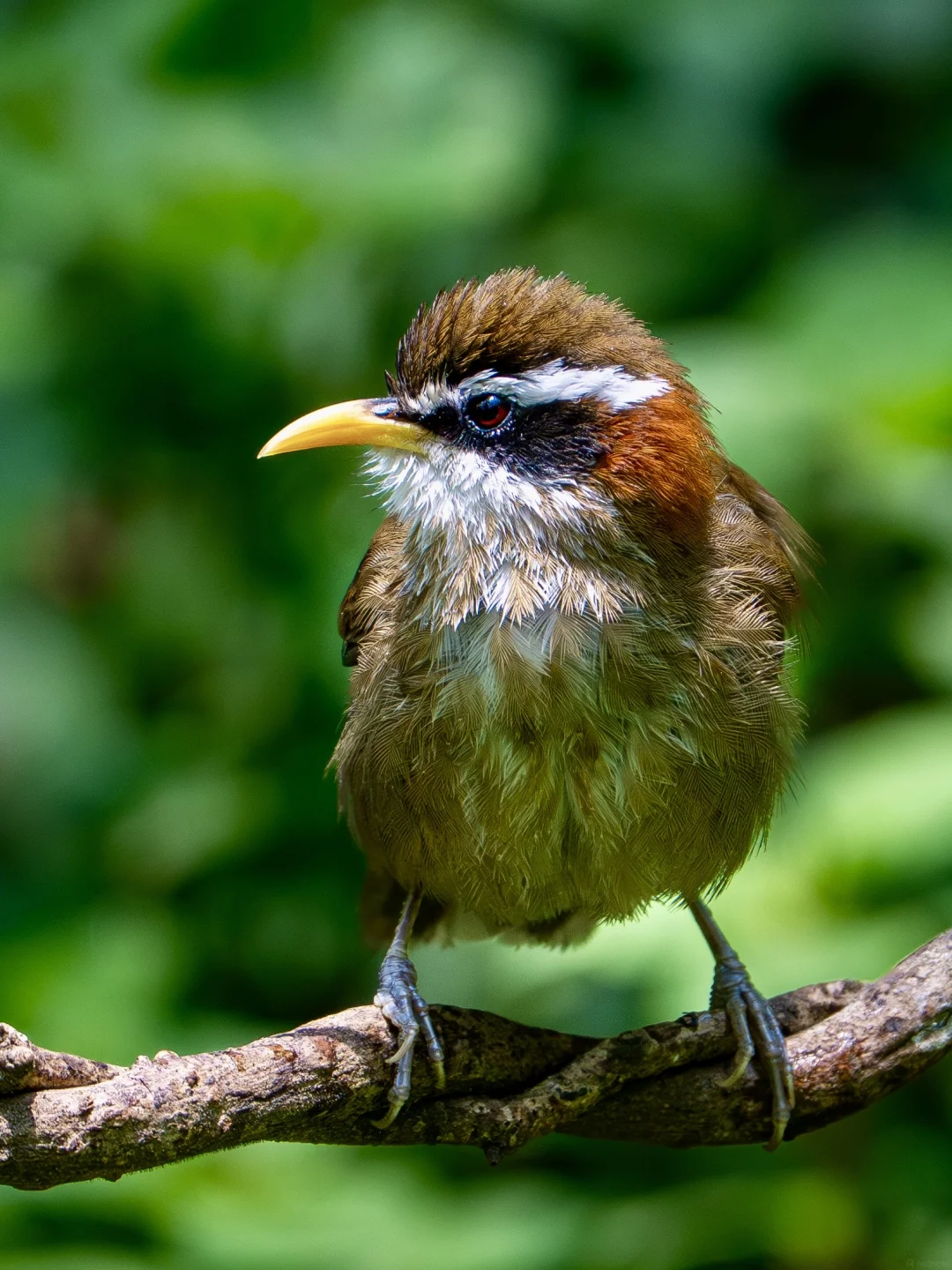 Streak-breasted Scimitar Babbler portrait on a forest branch — Baihua Ridge