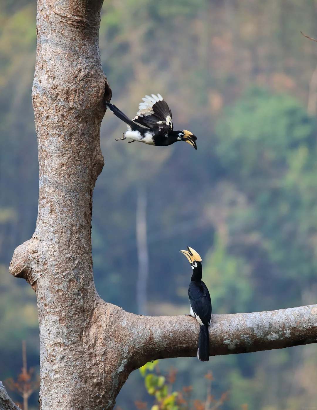 Oriental Pied Hornbill pair on a bare display tree — one perched, one in flight