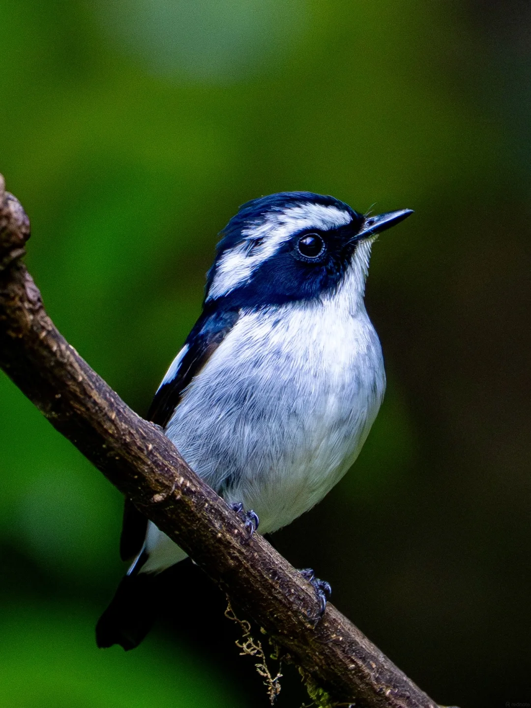 Pied flycatcher portrait on a thin branch — clean DOF forest hide work
