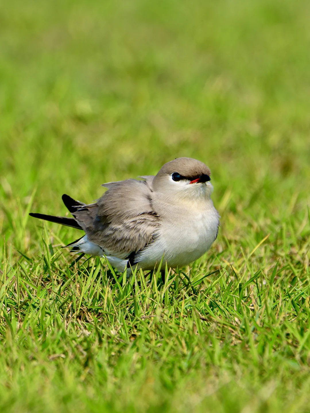 Small Pratincole on Beihai's wetland grass — a quiet ground subject