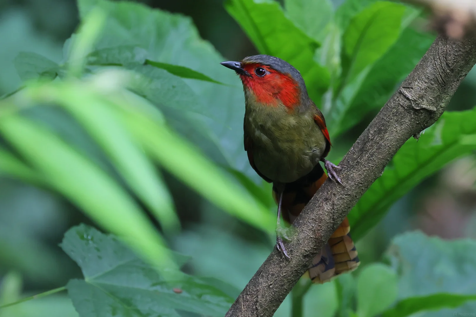 Red-faced Liocichla perched on a branch with deep-green forest bokeh