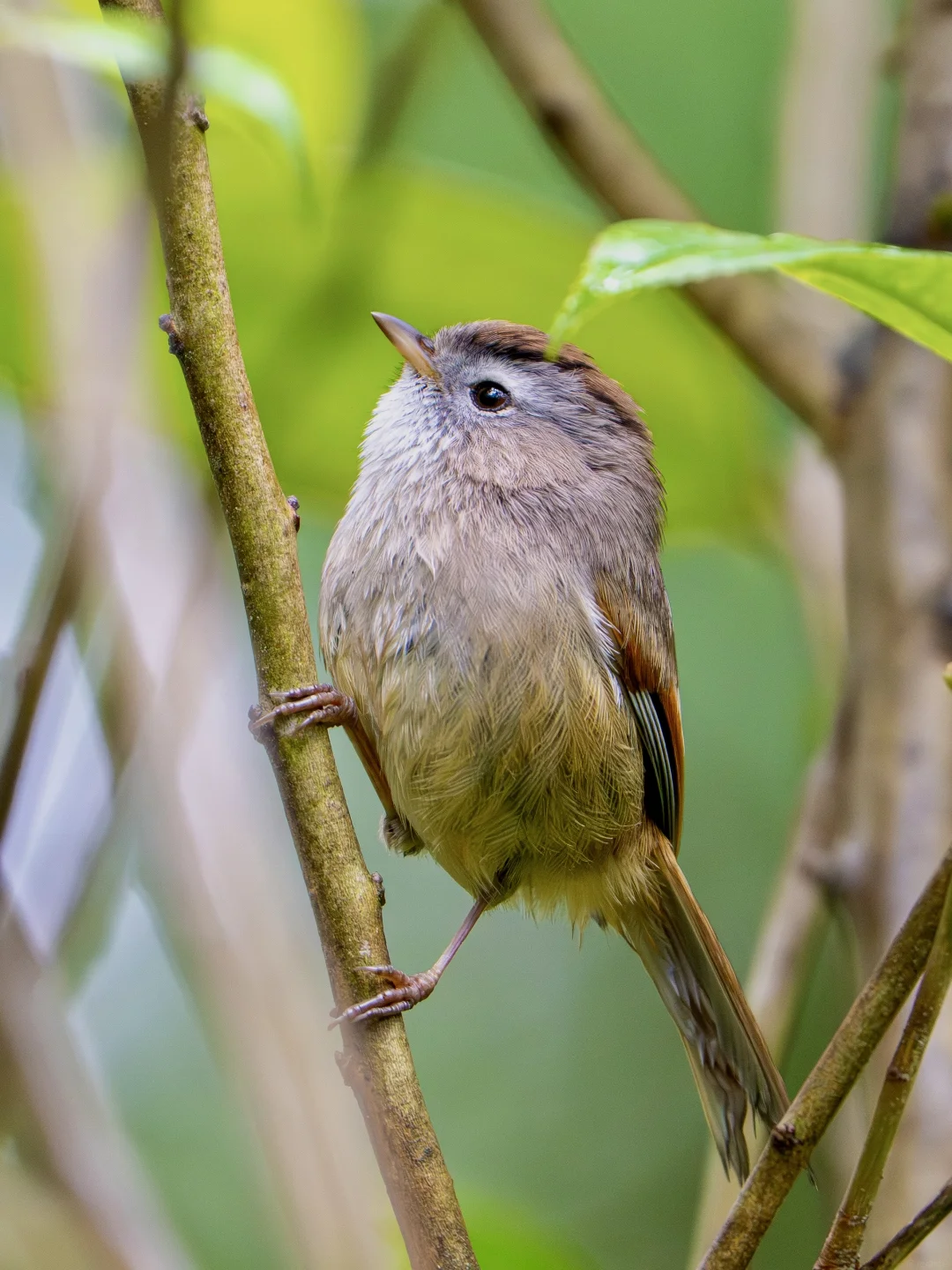 Warbler / babbler portrait on a twig — the Dehong mid-storey rewards patience