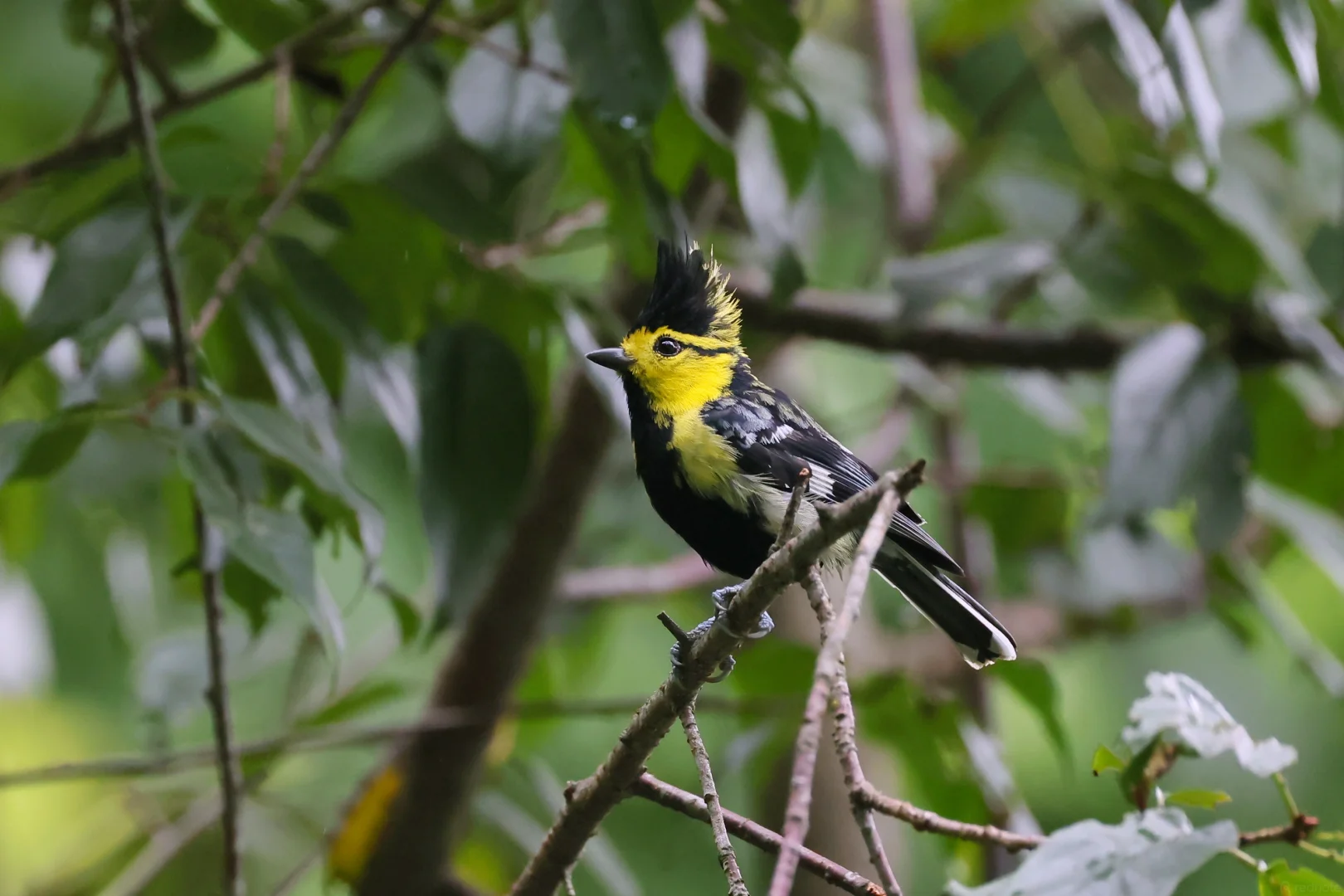Yellow-cheeked Tit with its black crest raised — Dehong forest hide