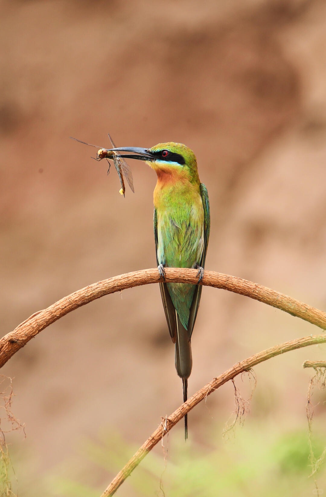 Tengchong & Mangshi Bird Photography