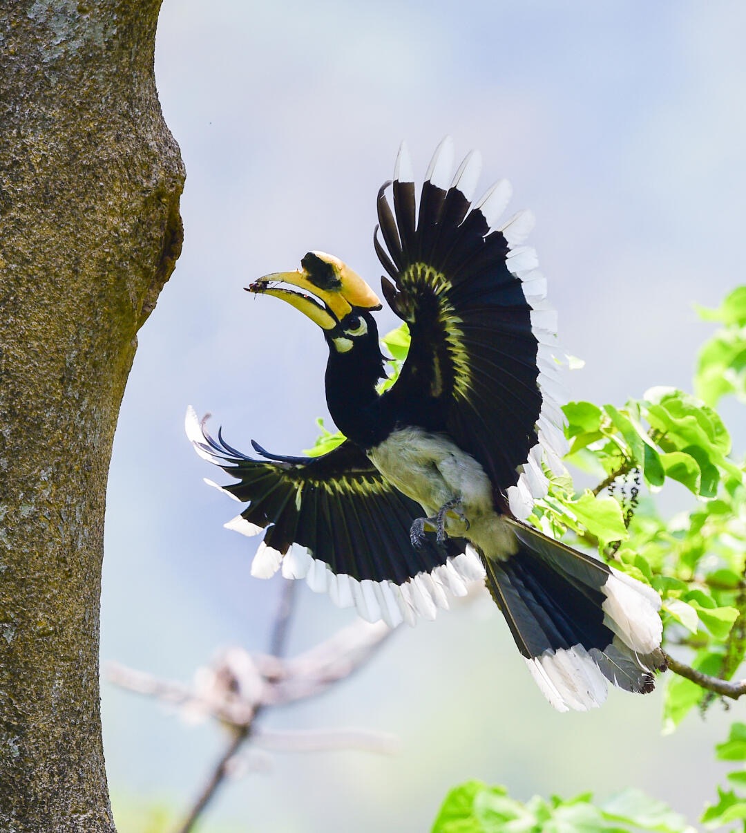 Signature Dehong bird profile — Mangshi hide cluster