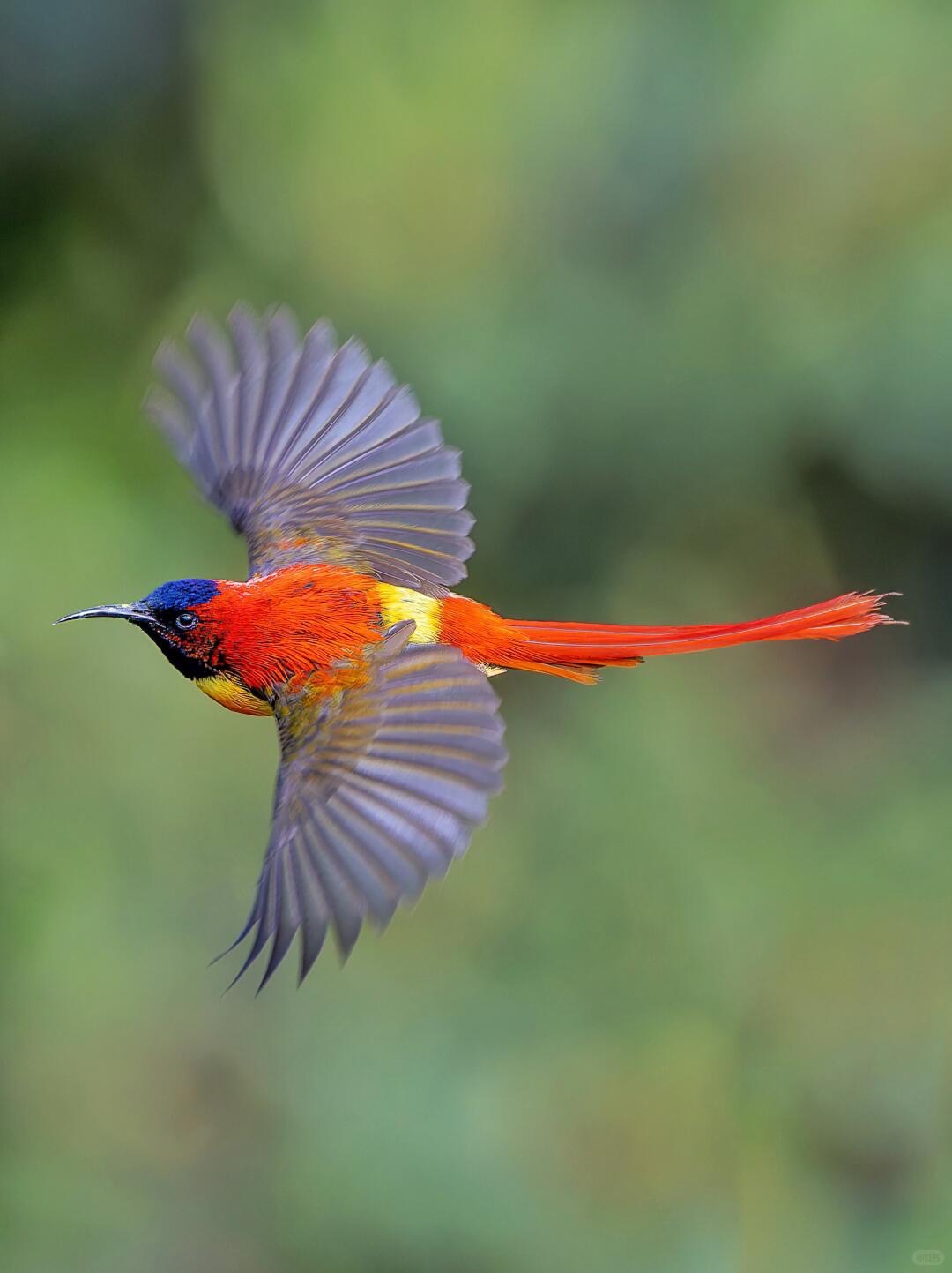 Male Fire-tailed Sunbird mid-flight — the 8cm streamer-tail target species