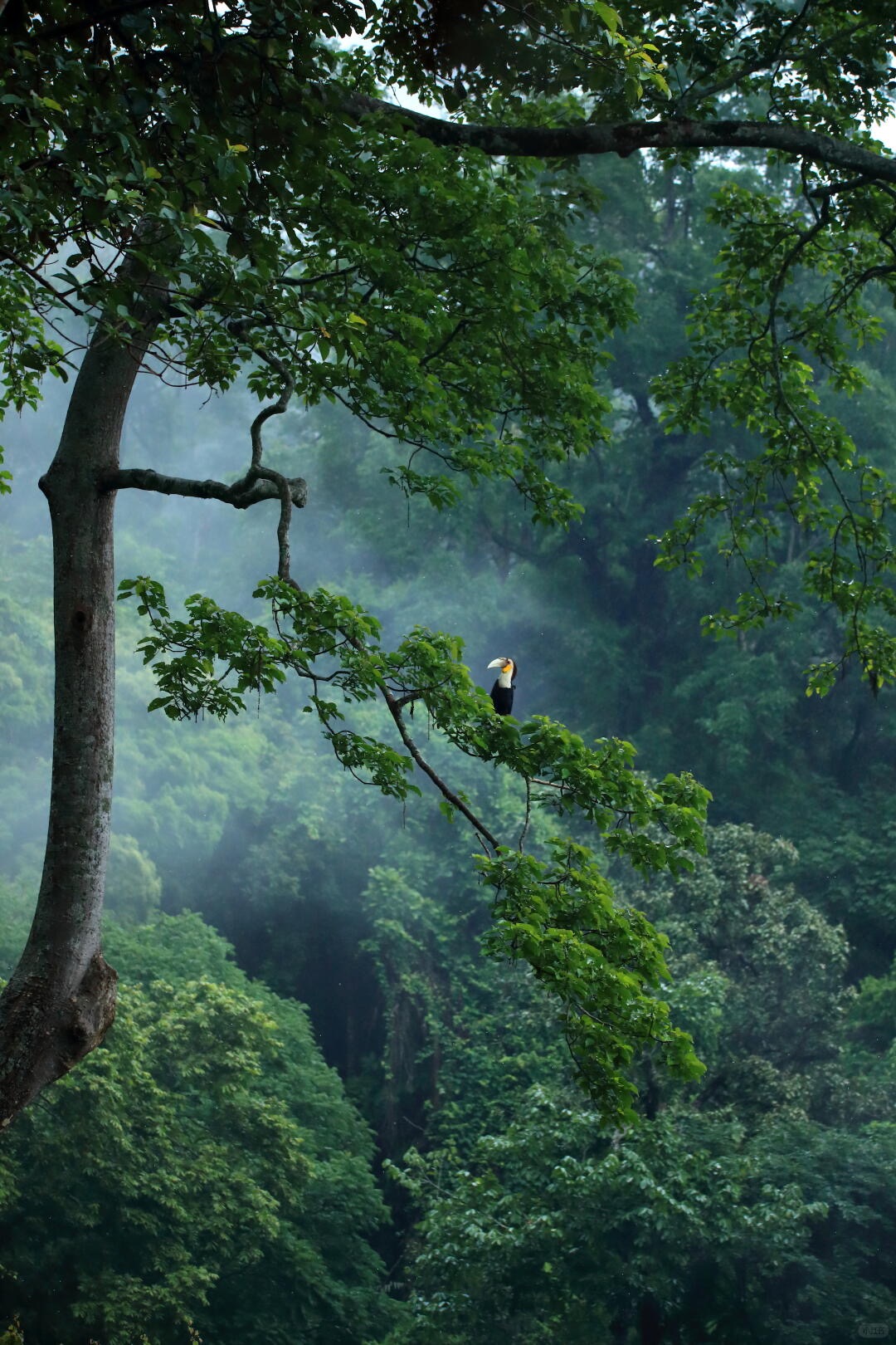 Hornbill in misty forest canopy near Tongbiguan — the headline shot