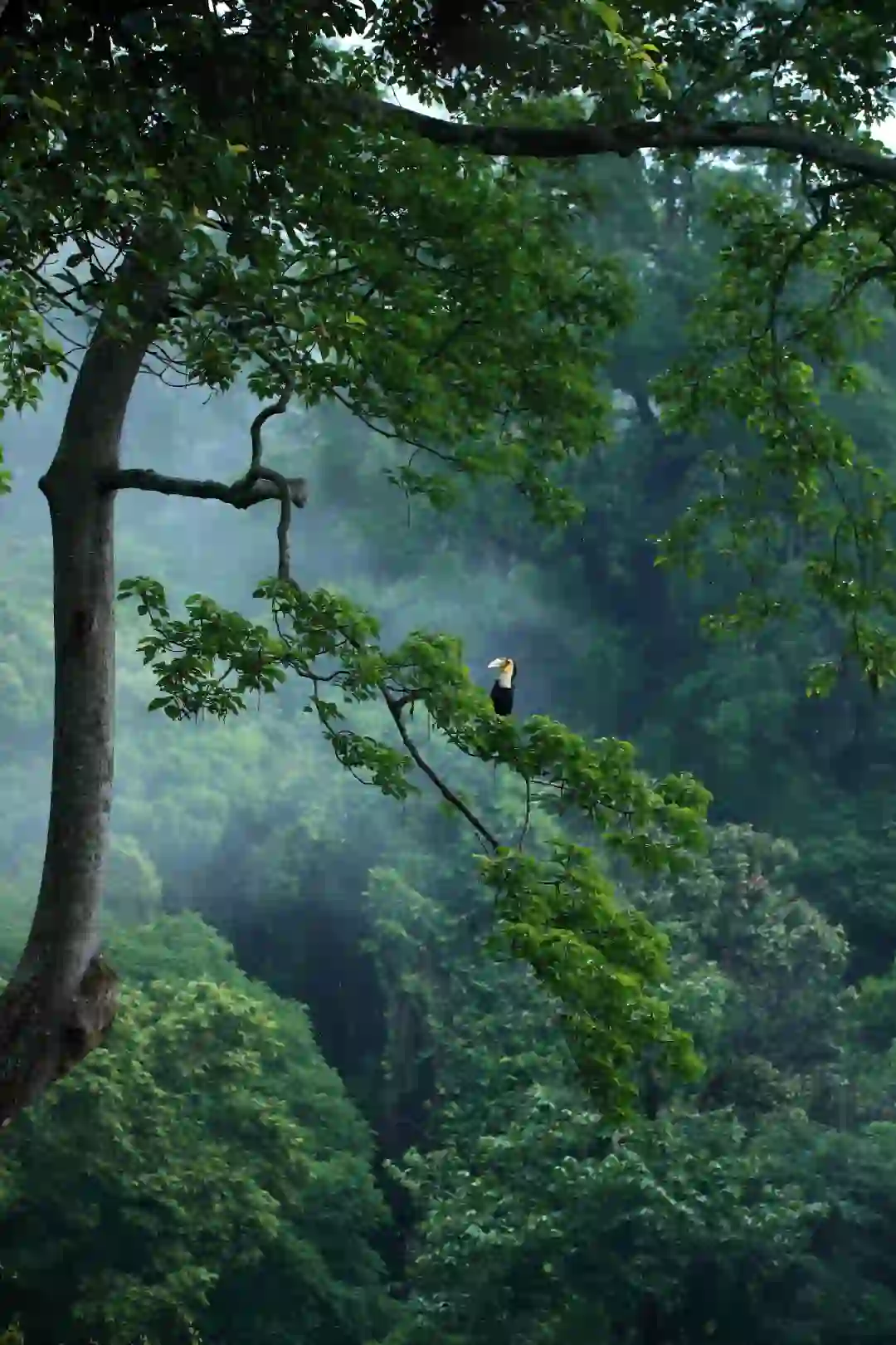 Tengchong-Mangshi corridor bird species in flight