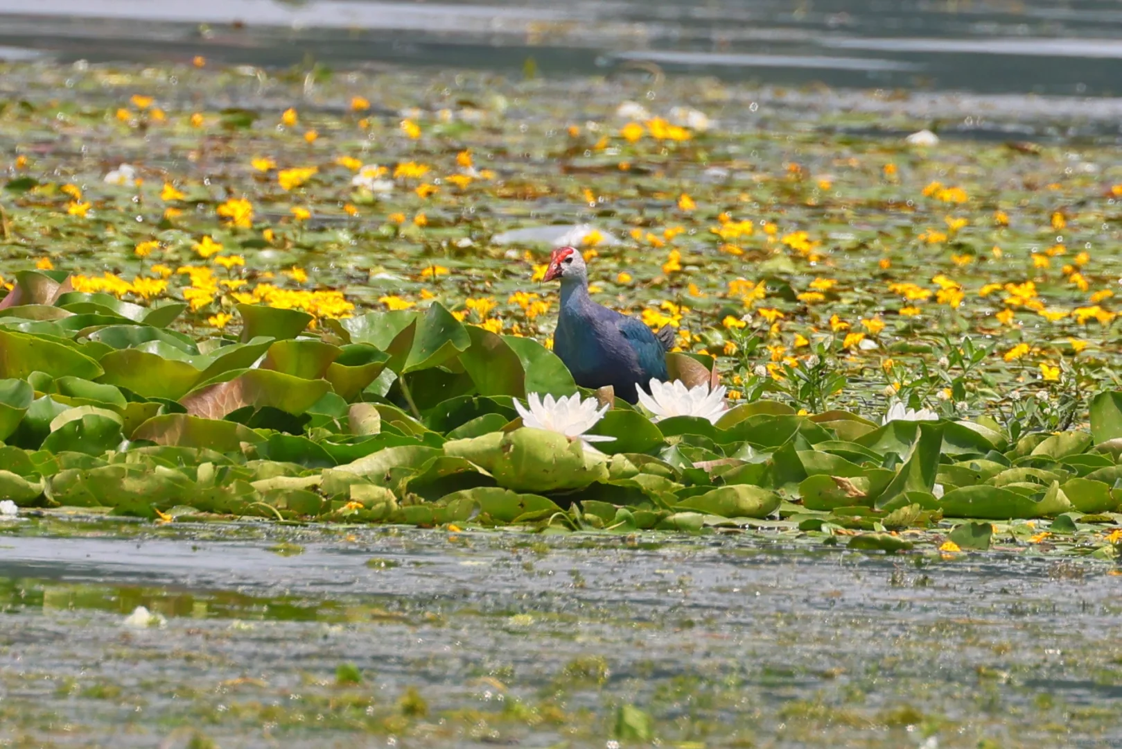 Purple Swamphen on a yellow water-lily mat at a Yingjiang wetland hide