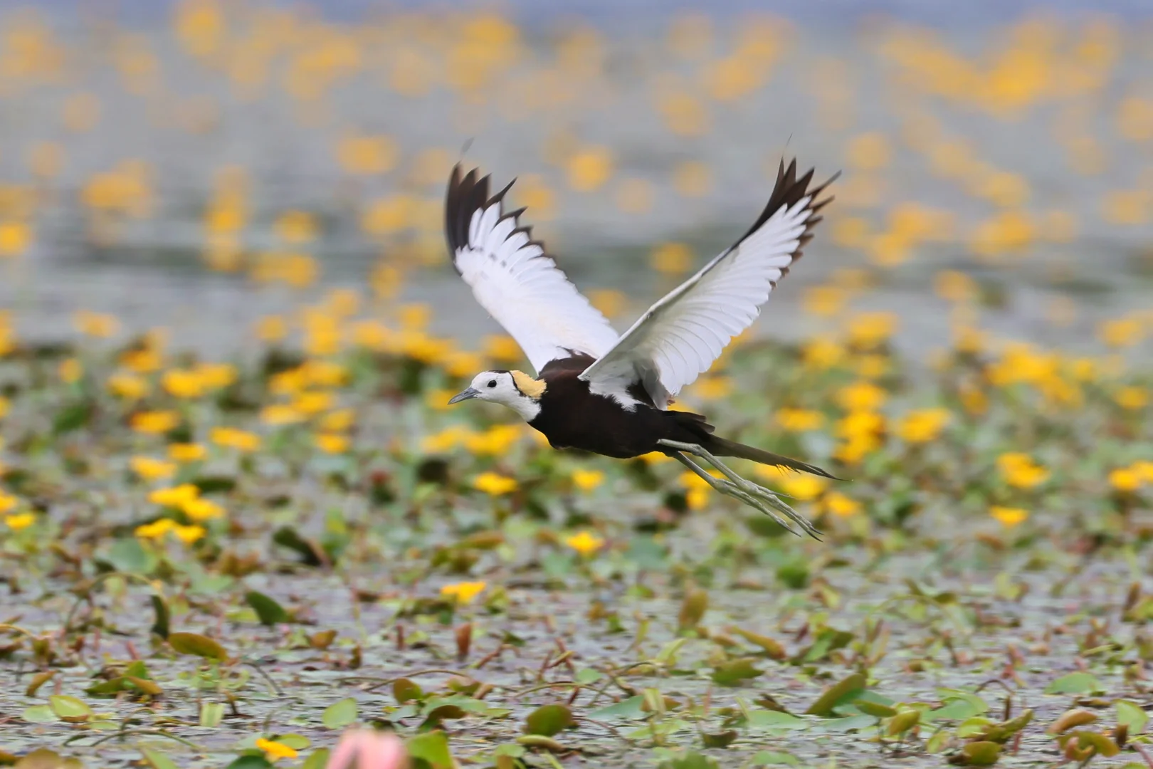 Pheasant-tailed Jacana in flight over flowering water-lily wetland at Yingjiang