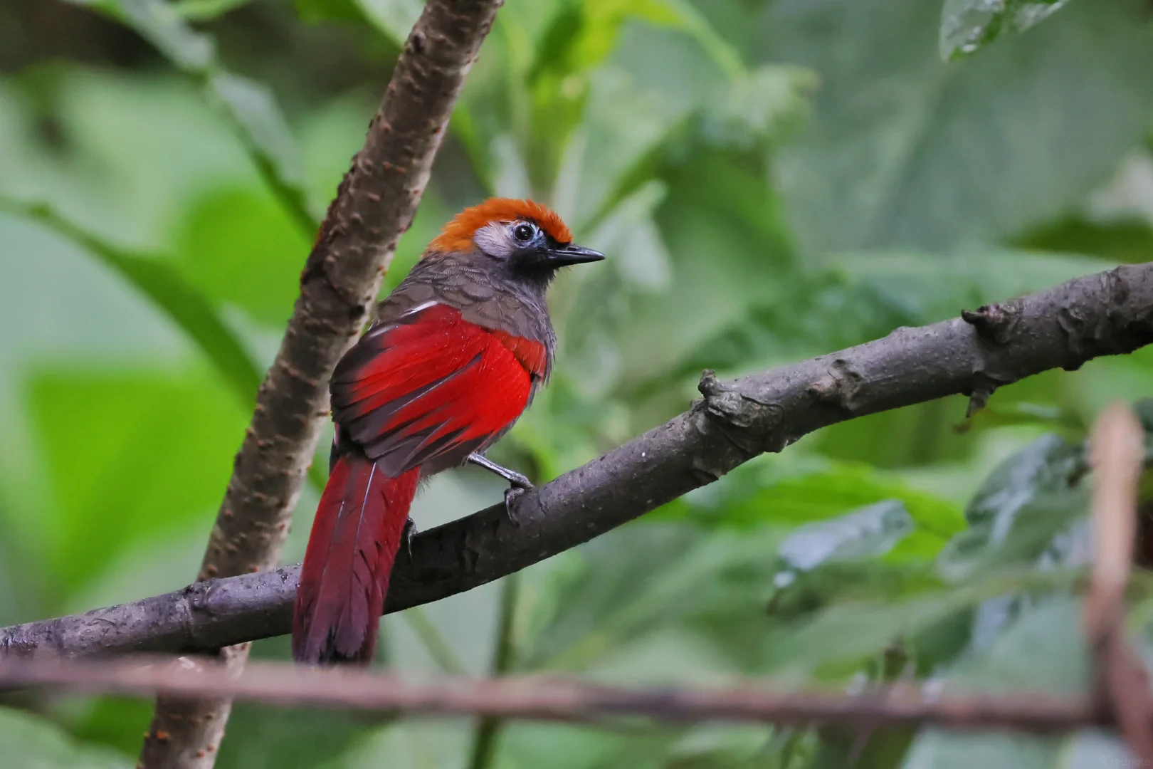 Red-tailed Laughingthrush in vivid red plumage on a forest branch at a Yingjiang hide
