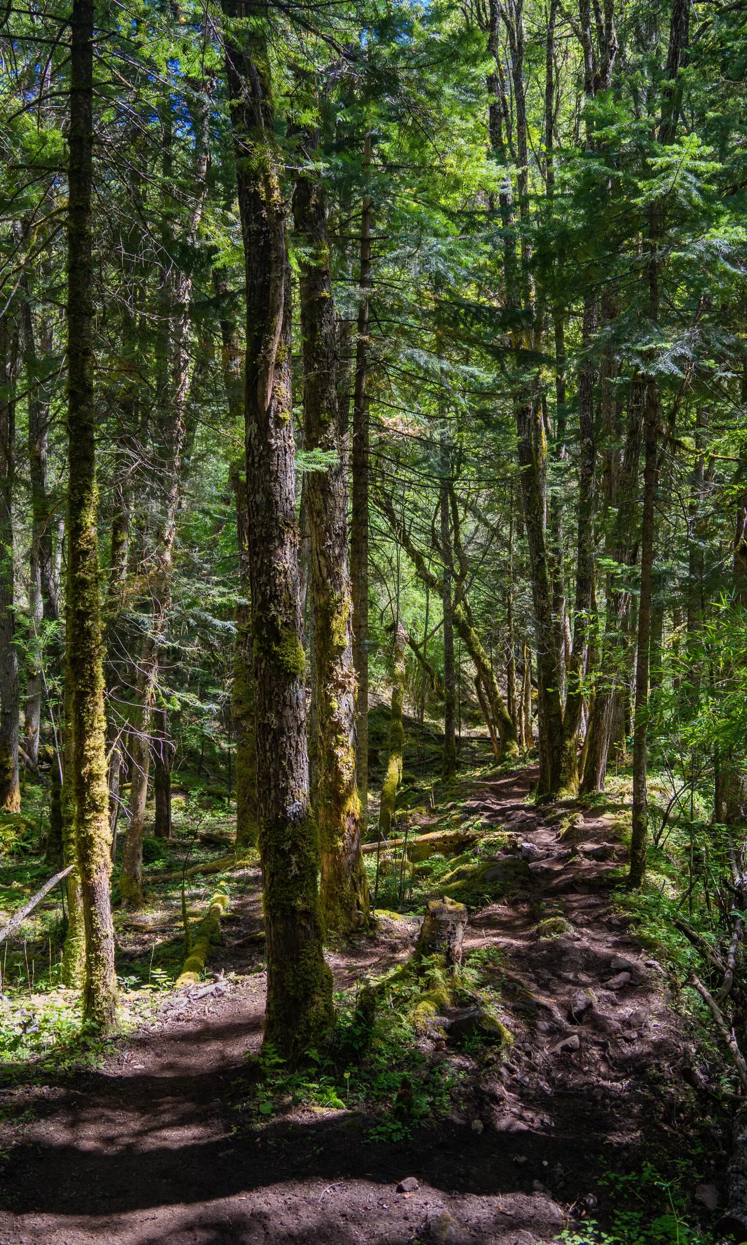 Moss-draped ancient forest trail — the jungle section before alpine terrain on Day 3