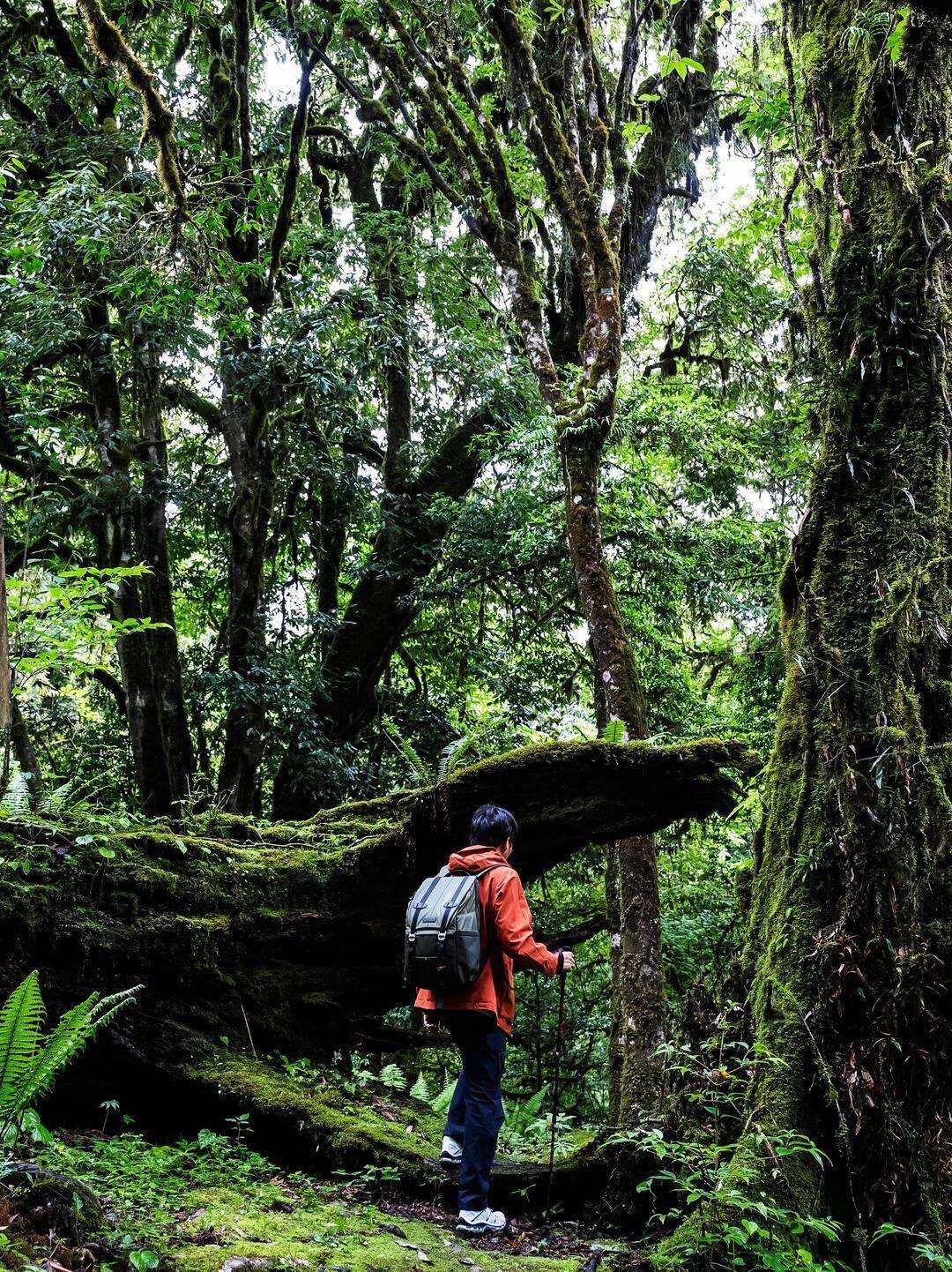 A hiker shelters under an umbrella on a moss-covered Nujiang trail during rain