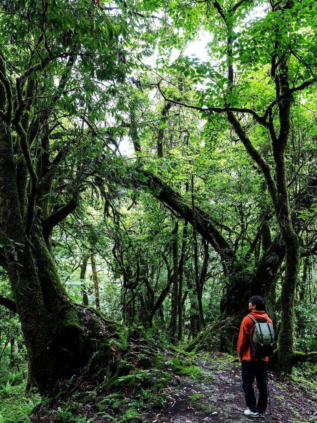 A hiker on an ancient moss-draped forest trail in Nujiang's primeval canopy