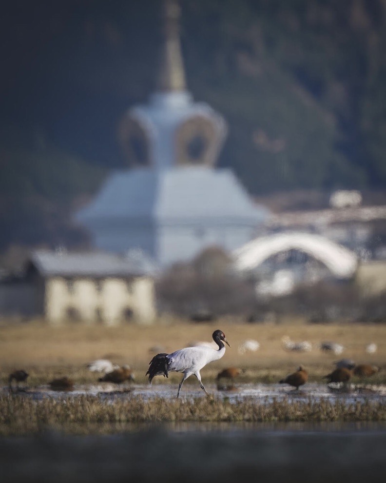 Songzanlin Monastery & Napa Lake — Shangri-La (6)