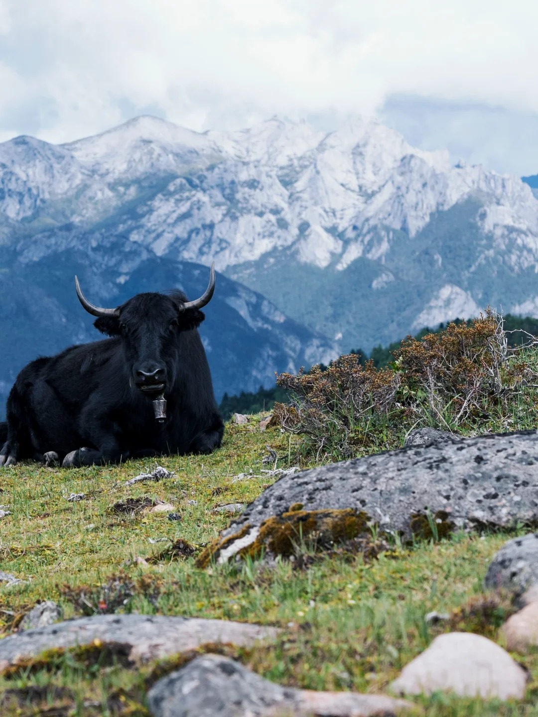 Boulder-scattered alpine trail with snow-capped peak framing — Niru upper meadows