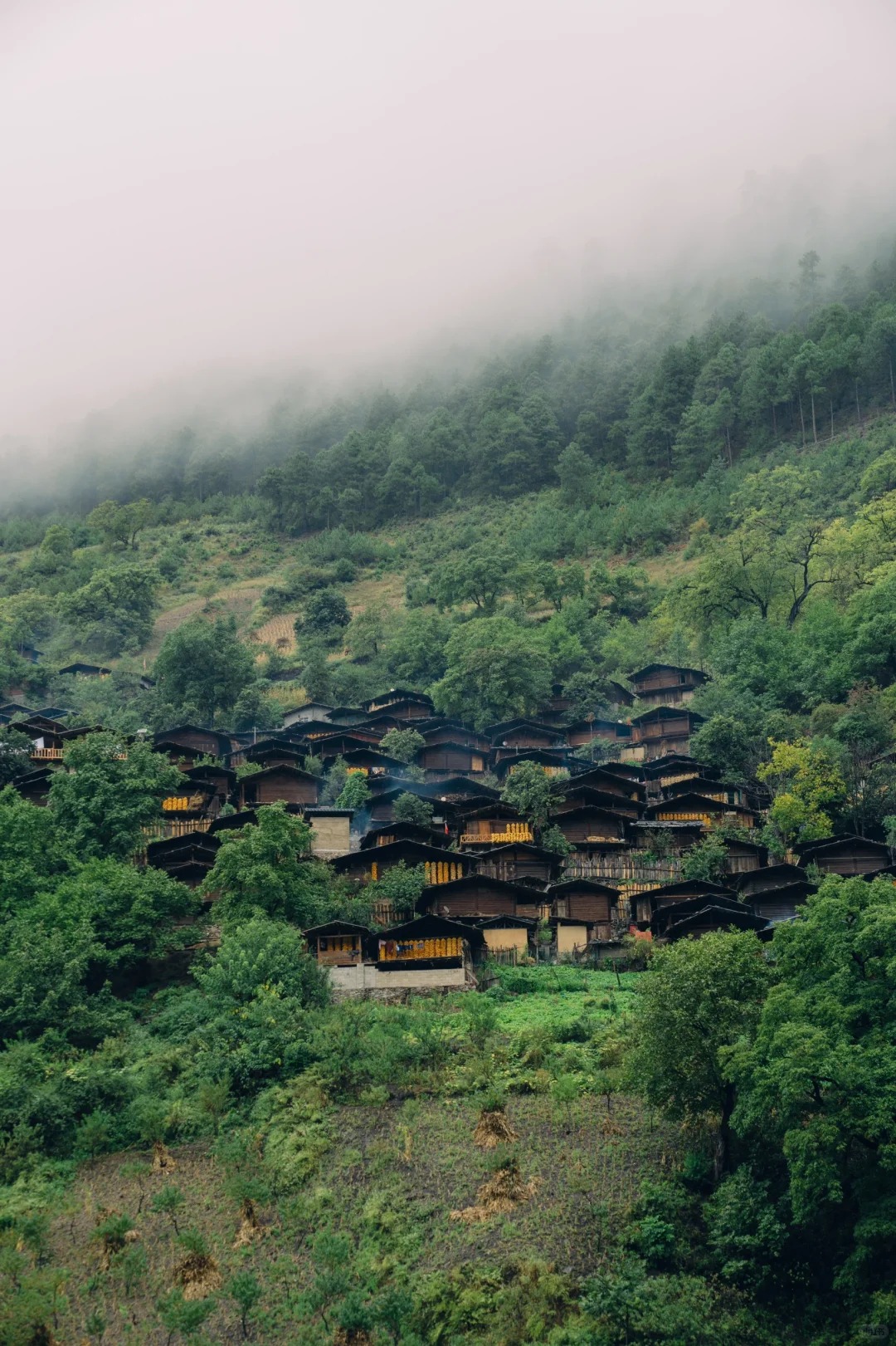 Forest trail descending to Yubeng village below Meili Snow Mountain