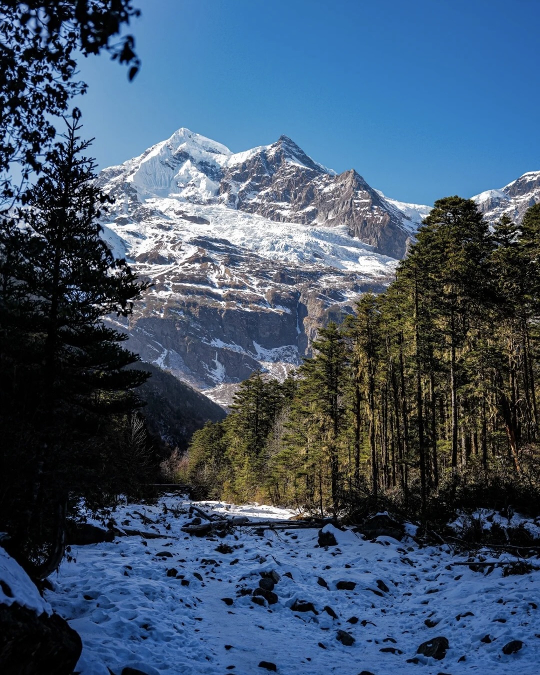 Vast snowfield with conifer forest framing the Yubeng trek descent