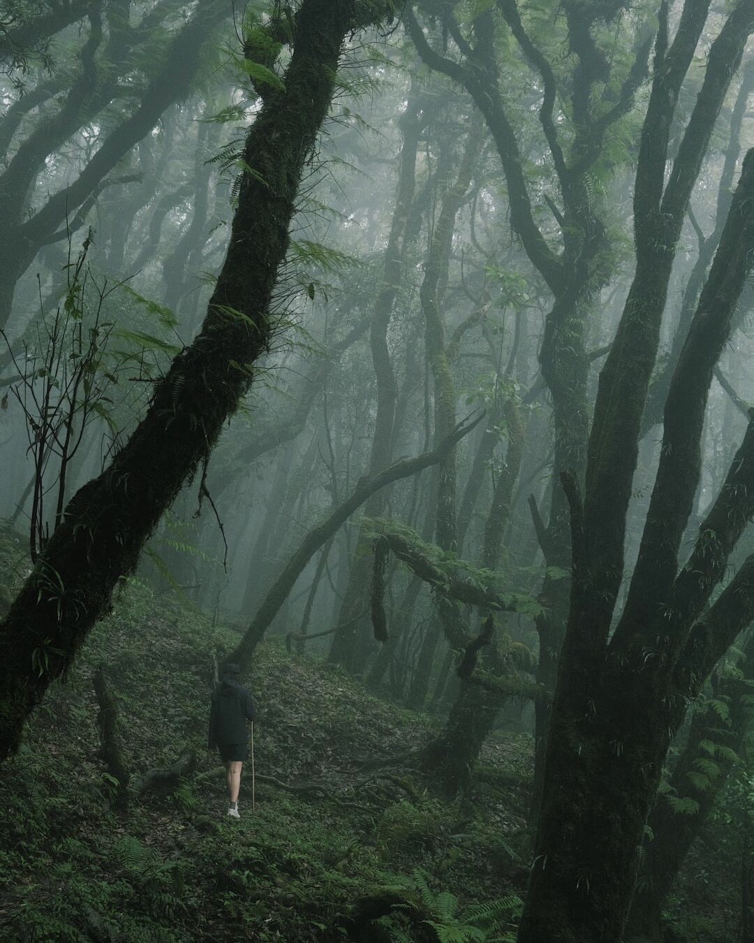 Gaoligong Mountain Hike & Departure — Tengchong (1)