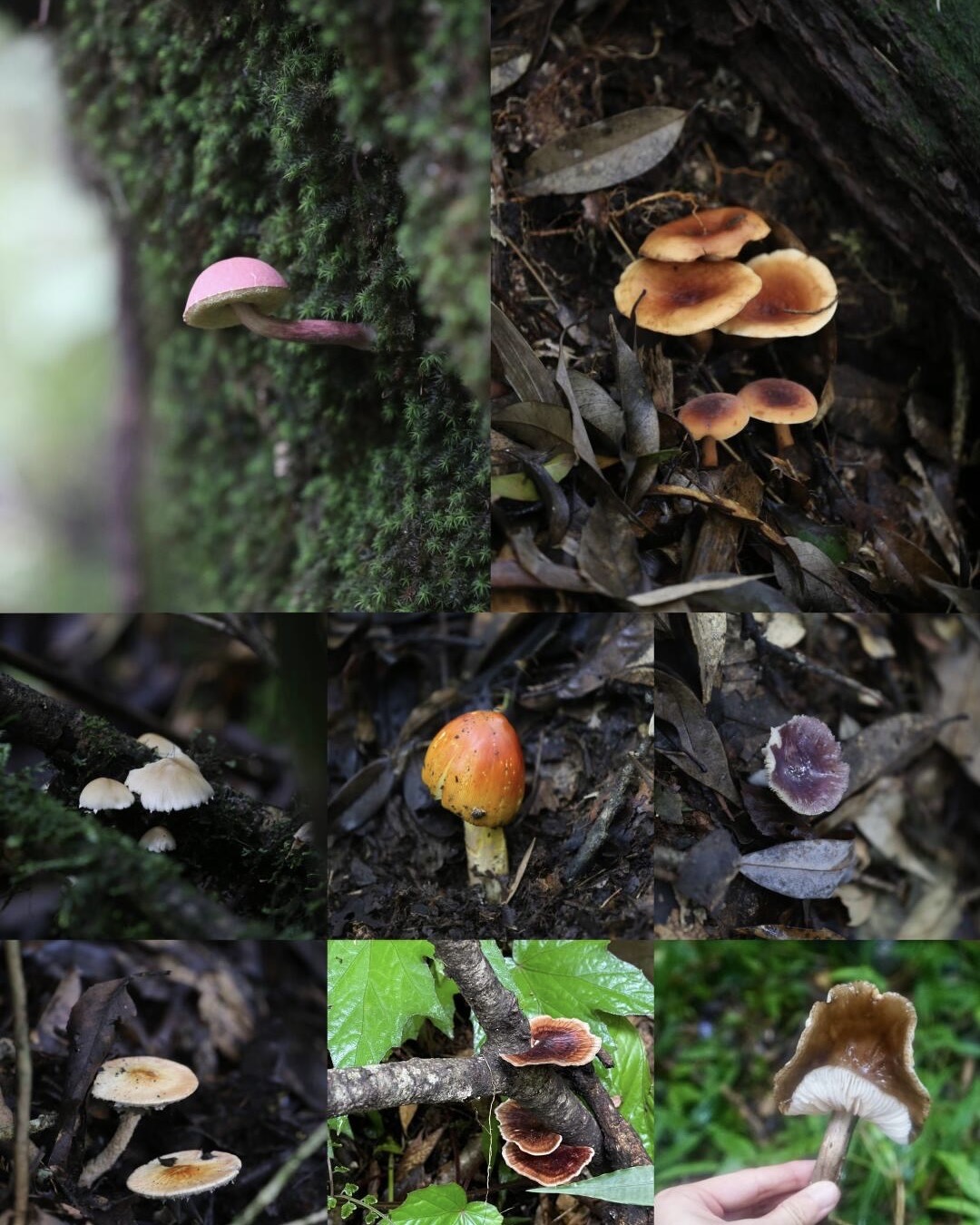 Gaoligongshan biodiversity scene — UNESCO biosphere reserve in west Yunnan