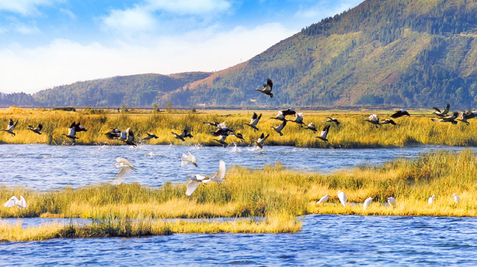 Migrating waterfowl in flight over Beihai Wetland — Photography Journeys hero image